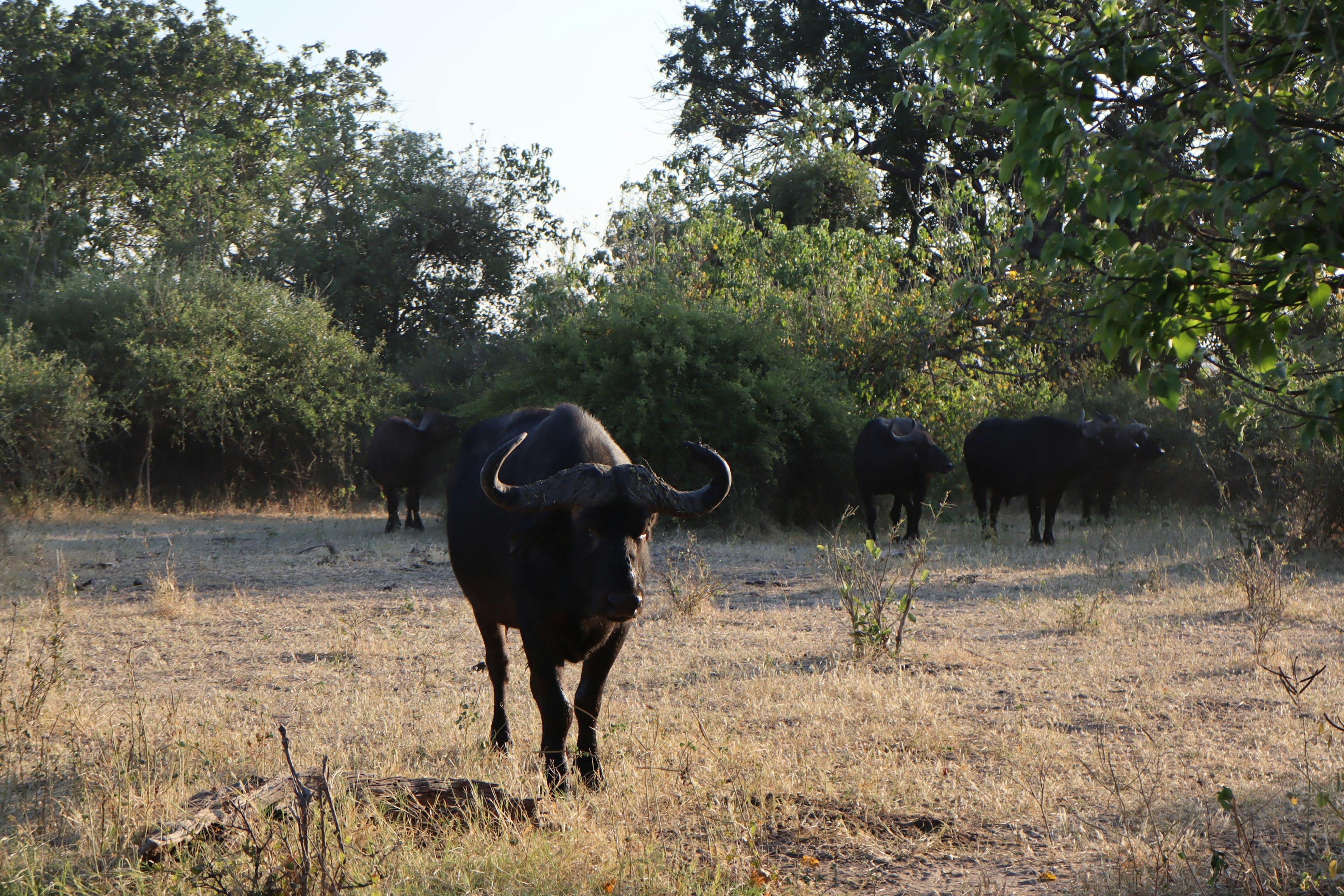 Un buffle noir s'approchant dans une zone herbeuse avec des arbres verts en arrière-plan