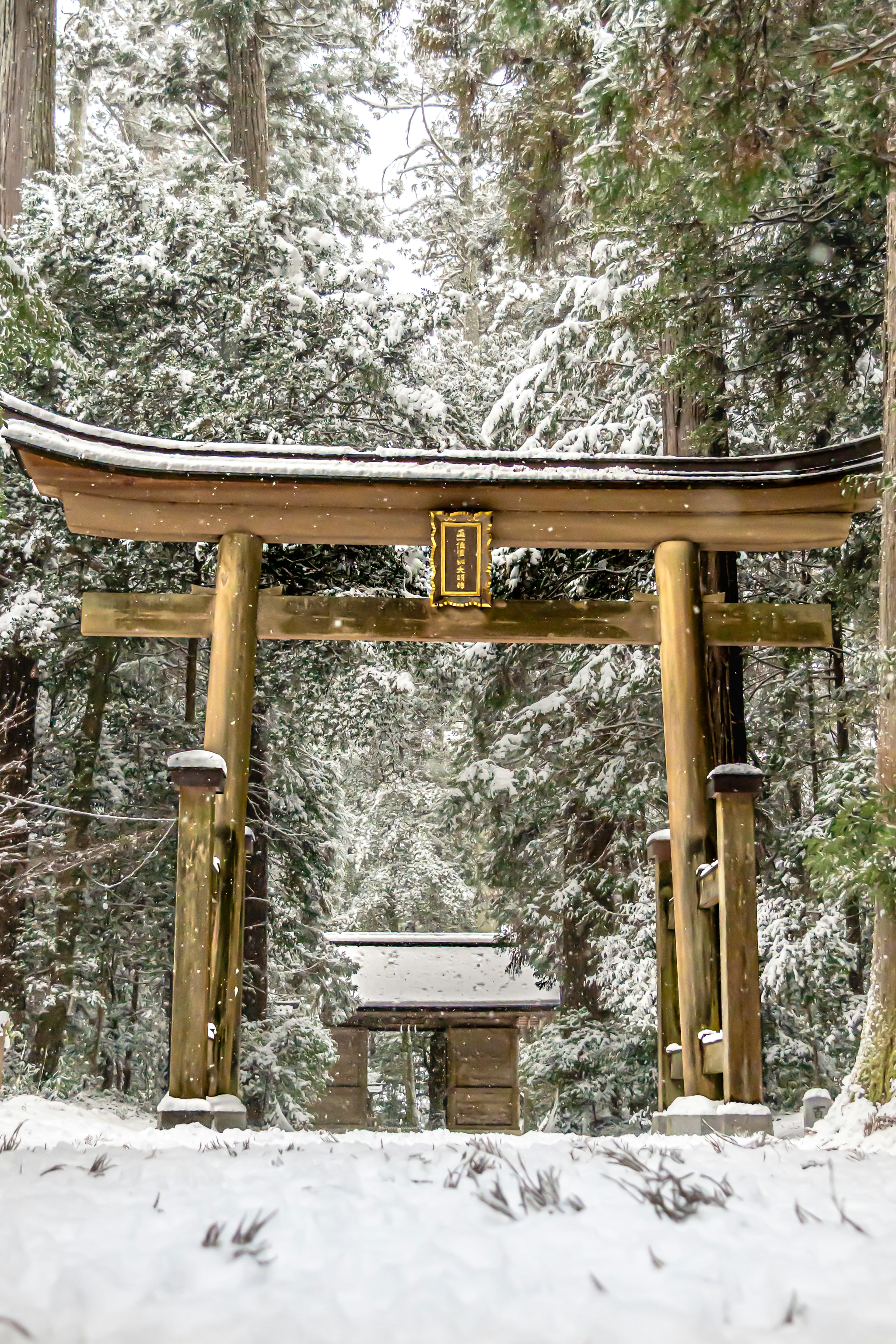 Torii und kleiner Schrein in einem verschneiten Wald