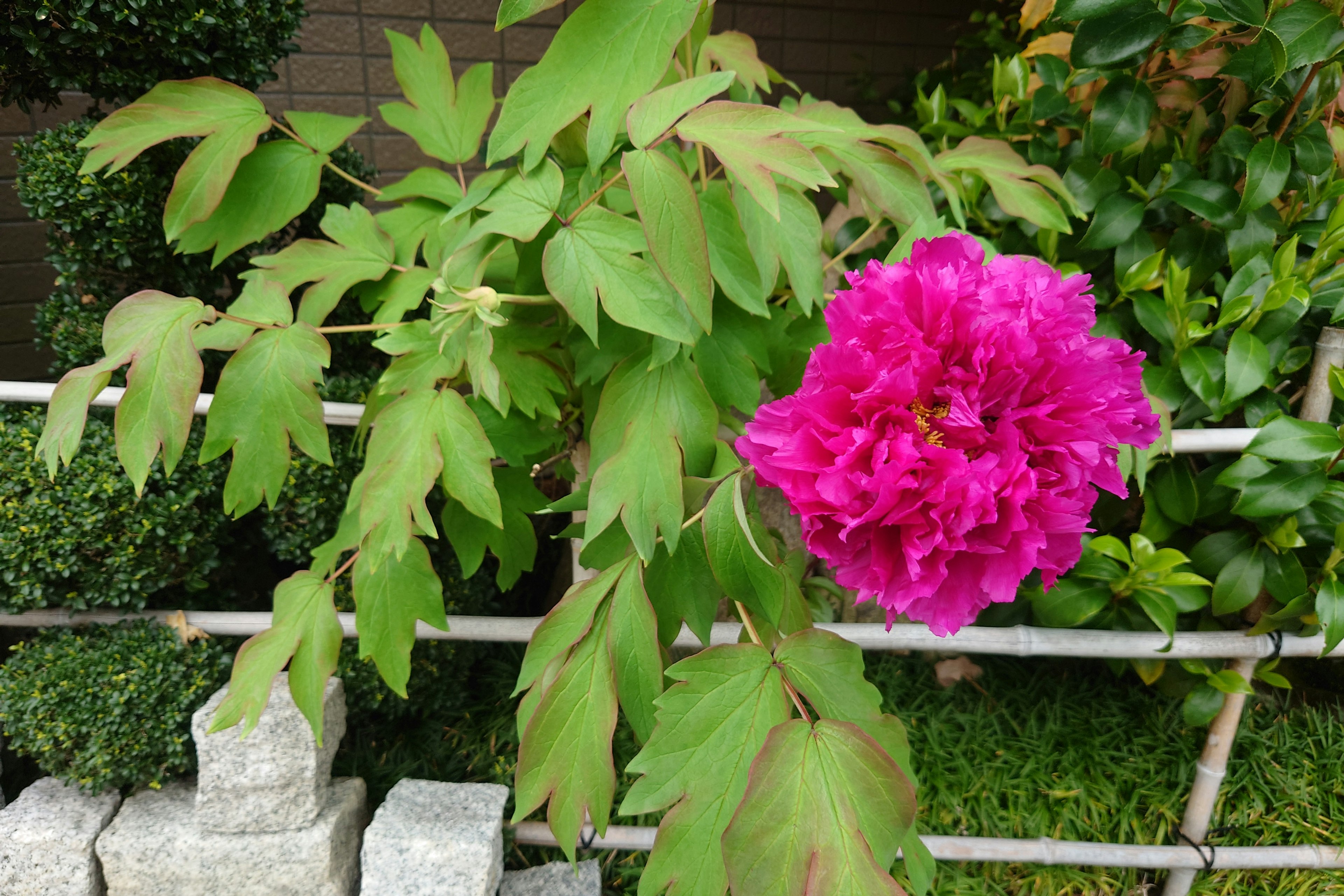 Fiore rosa vibrante che sboccia su un ramo di pianta verde lussureggiante