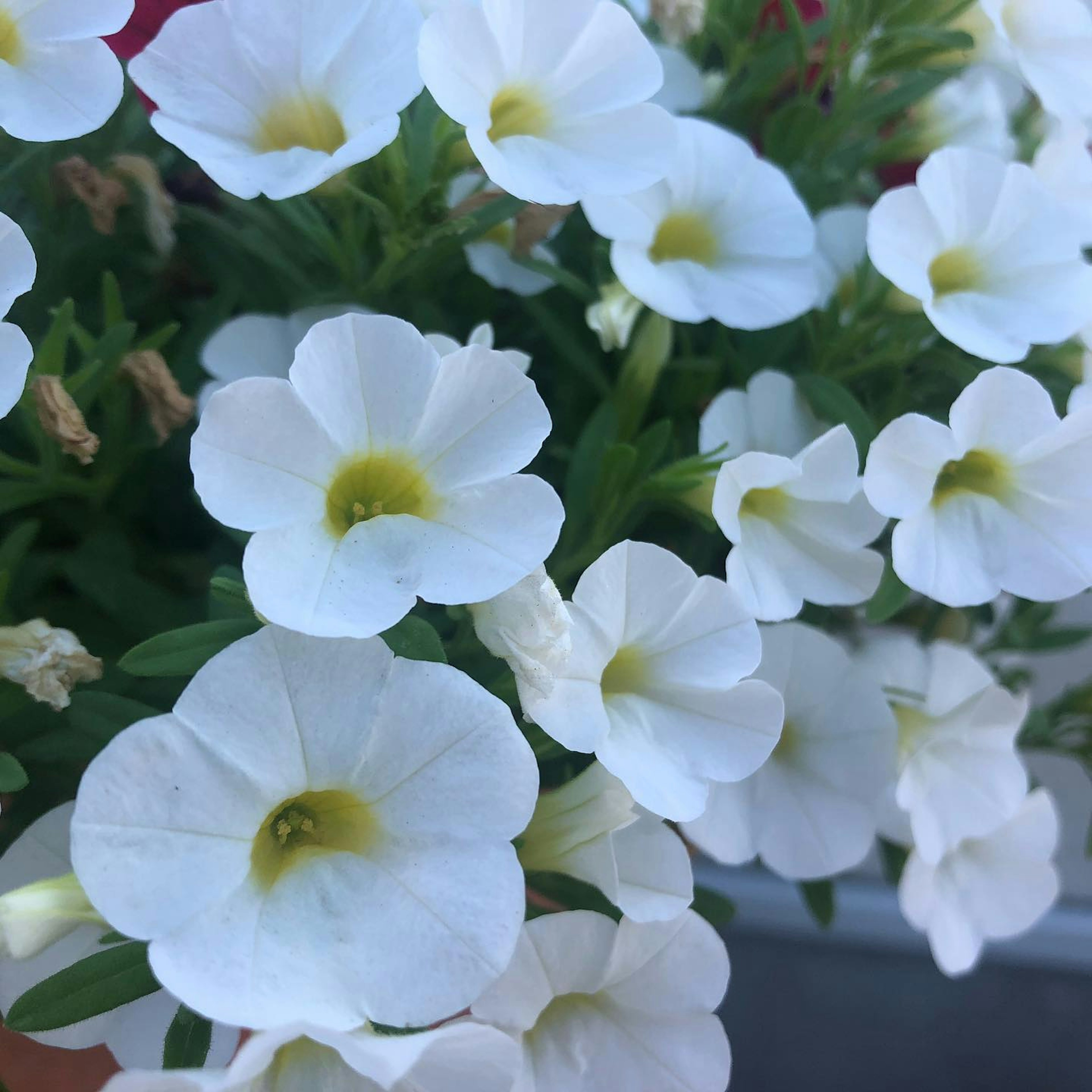 Acercamiento de una planta con flores blancas en flor