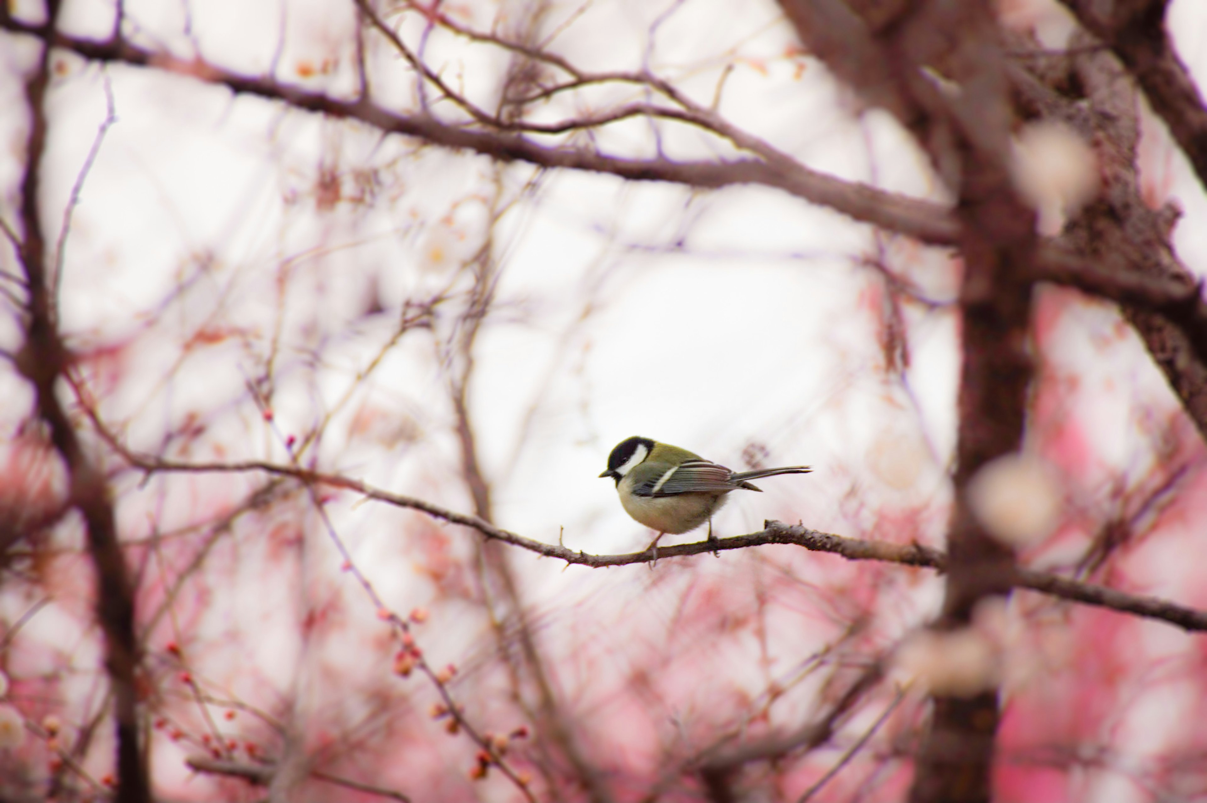 桜の木の枝に止まる小さな鳥の画像