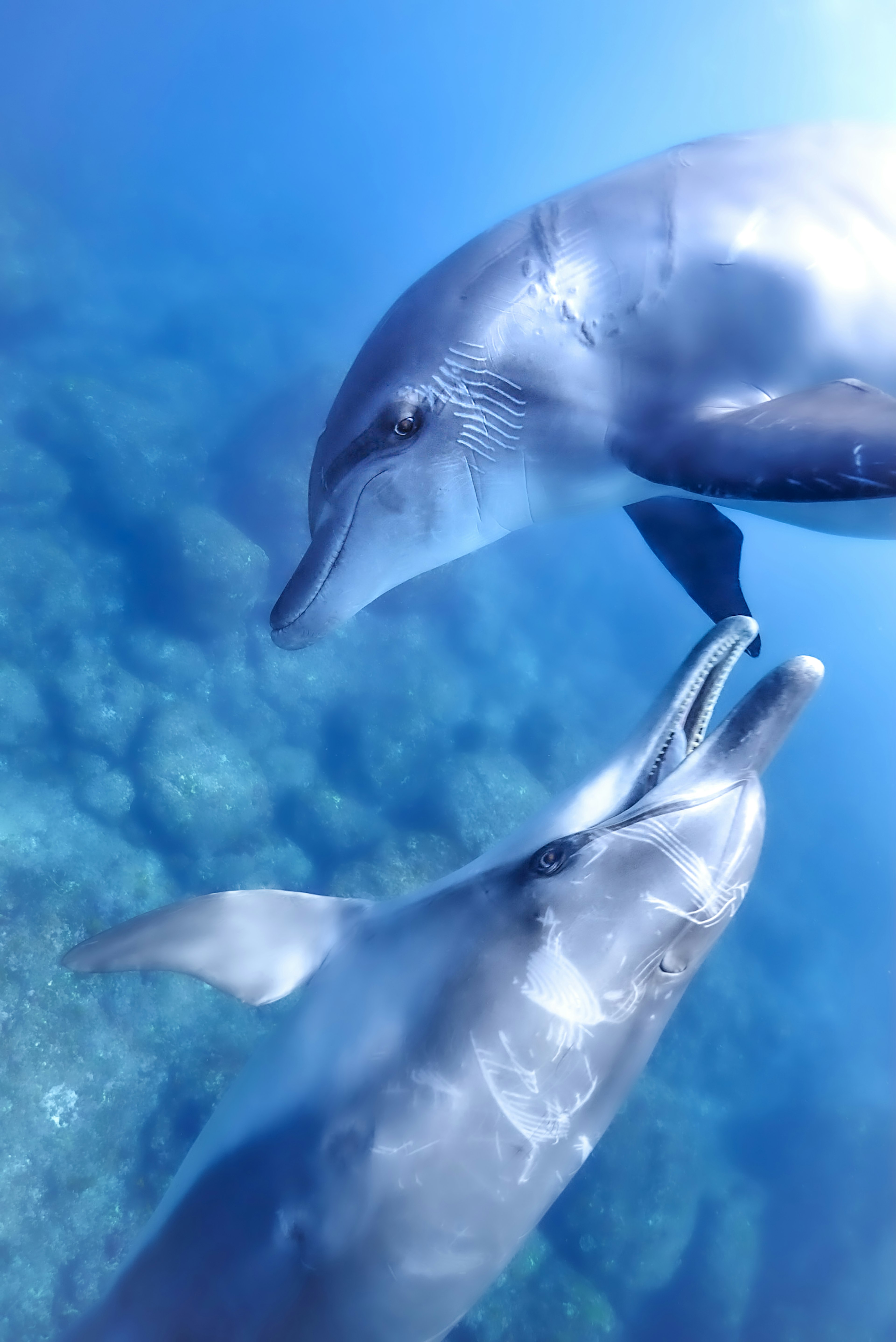 Deux dauphins interagissant de manière ludique sous l'eau