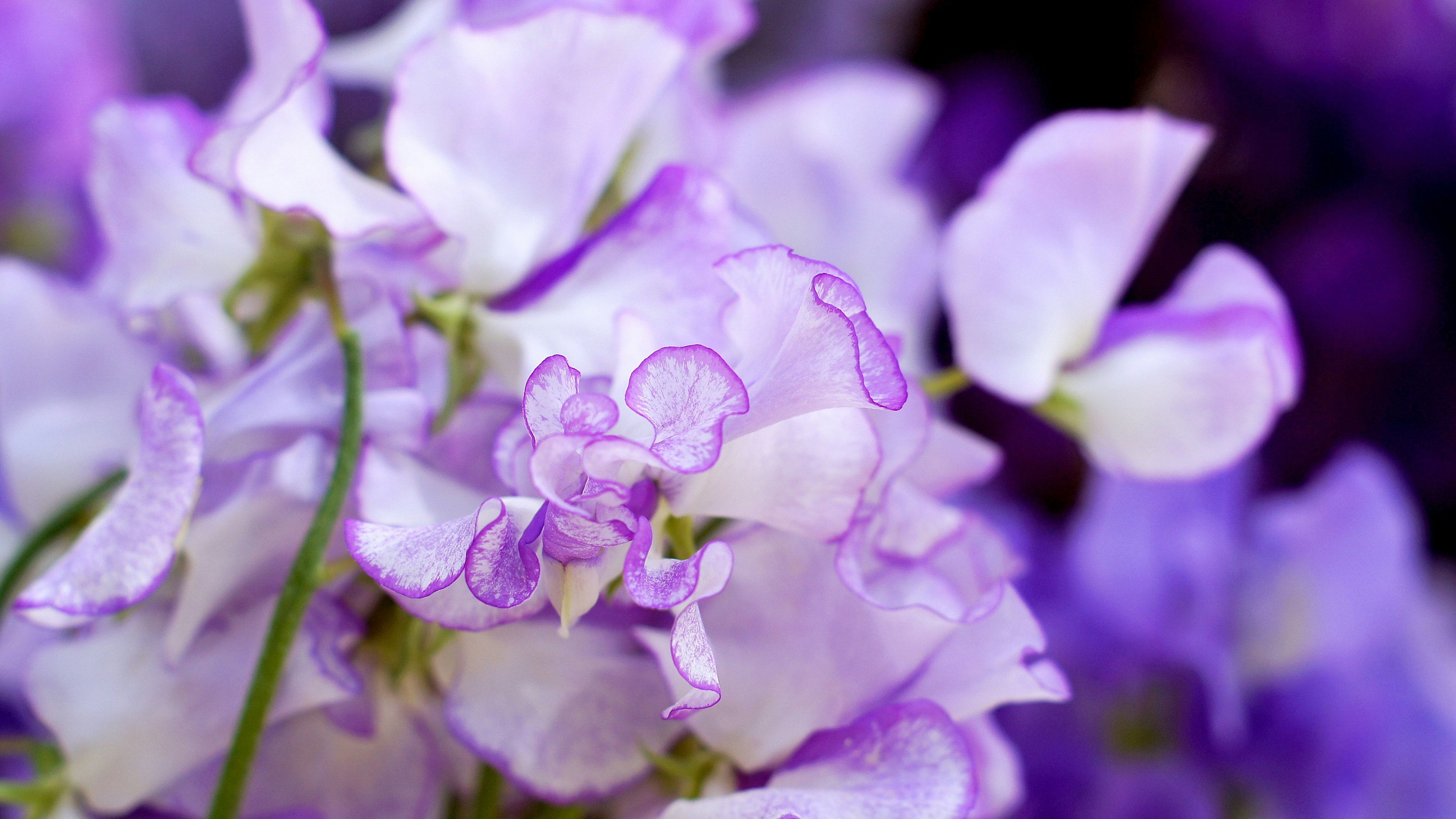 Primo piano di delicati fiori di pisello dolce viola in fiore