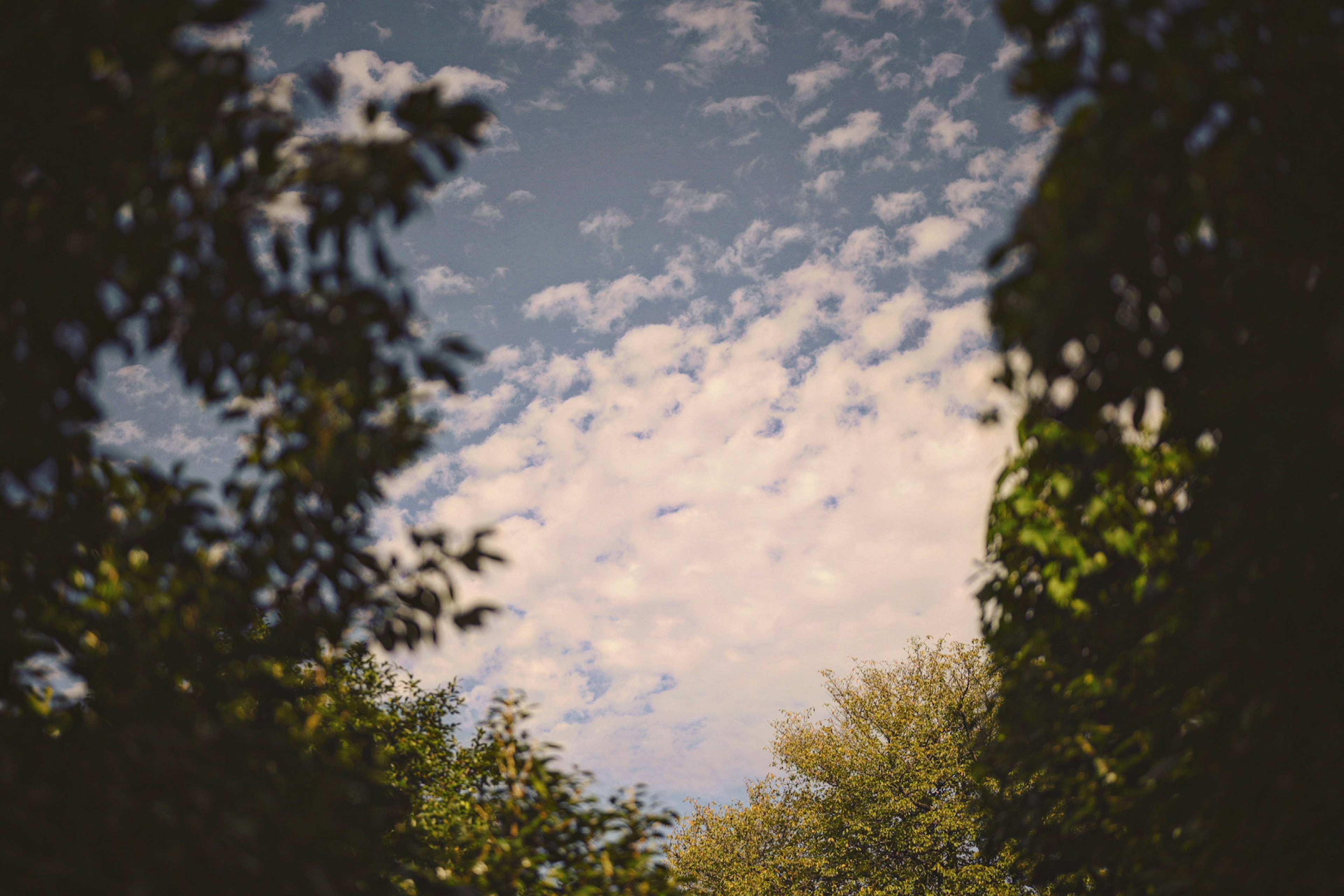 Blick auf den blauen Himmel und Wolken, eingerahmt von Bäumen