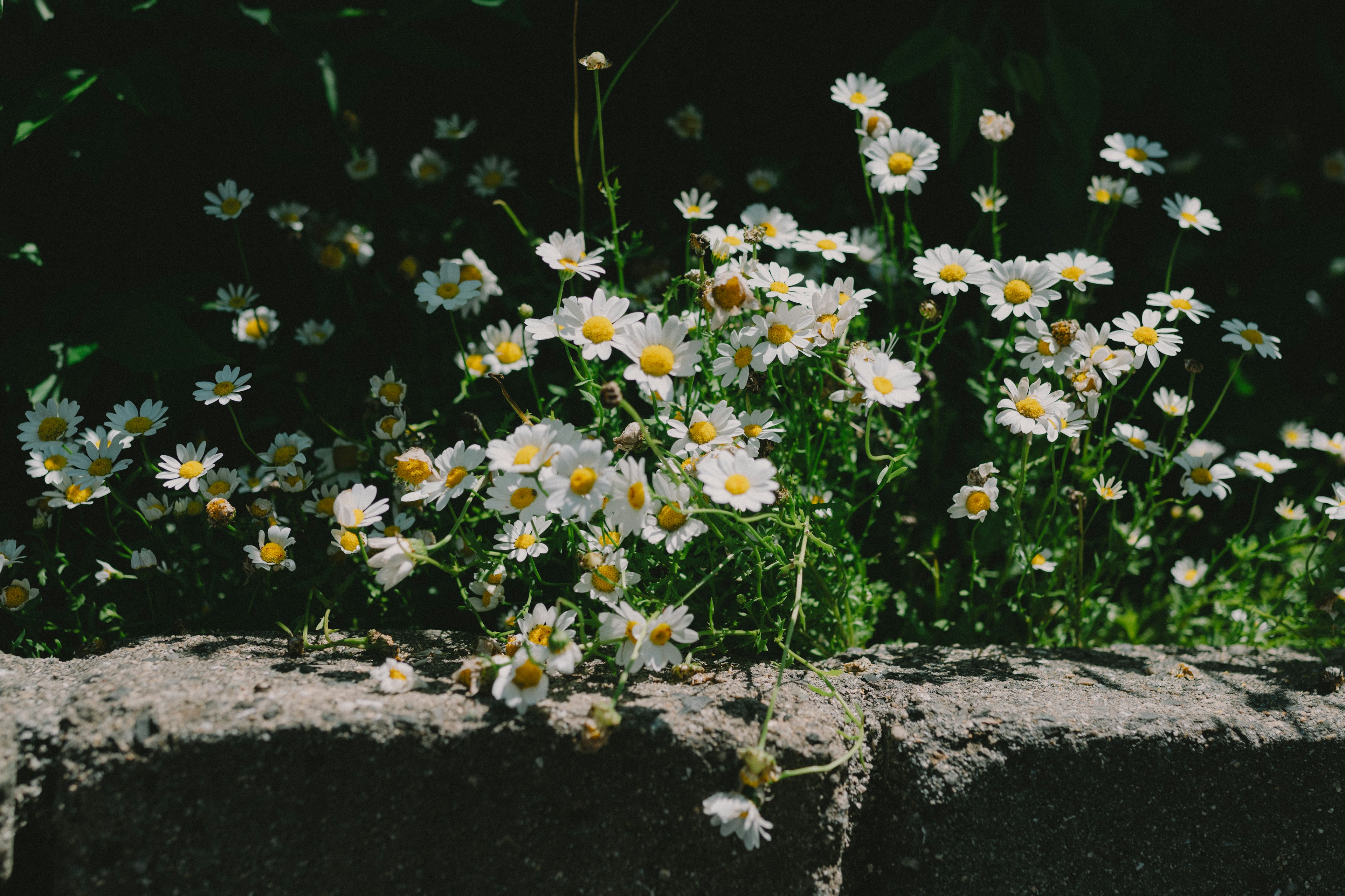 Kleine weiße Blumen mit gelben Zentren, die aus einer Steinmauer blühen