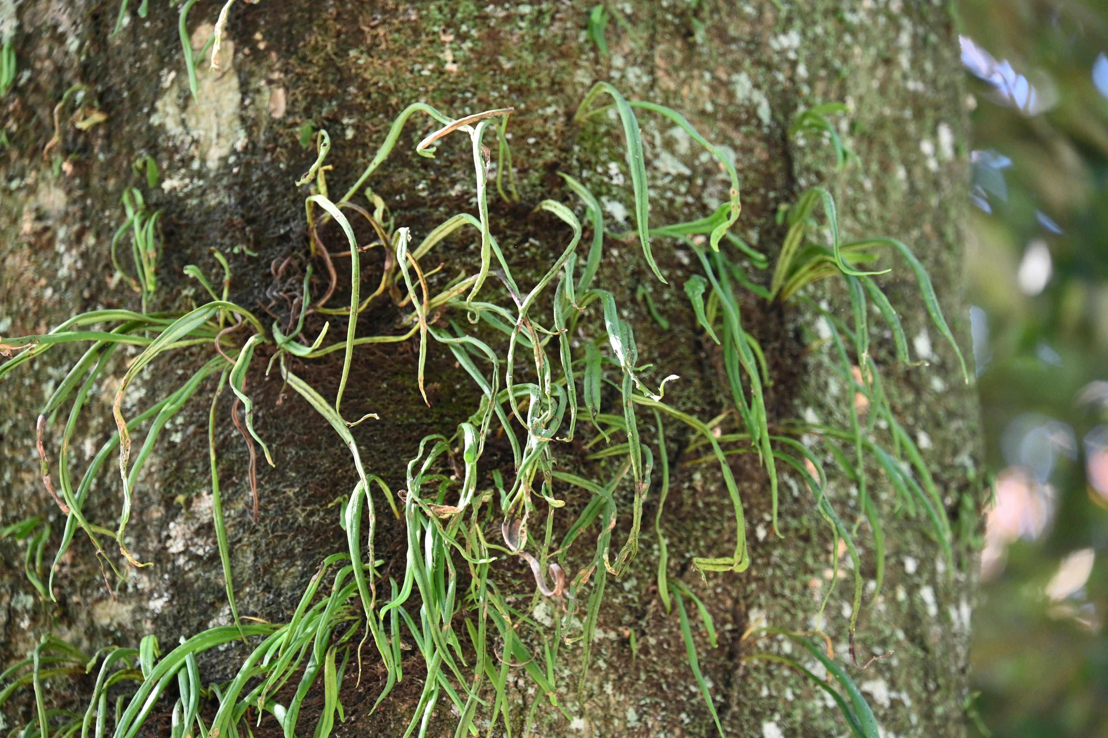 Racines de plante verte poussent sur un tronc d'arbre