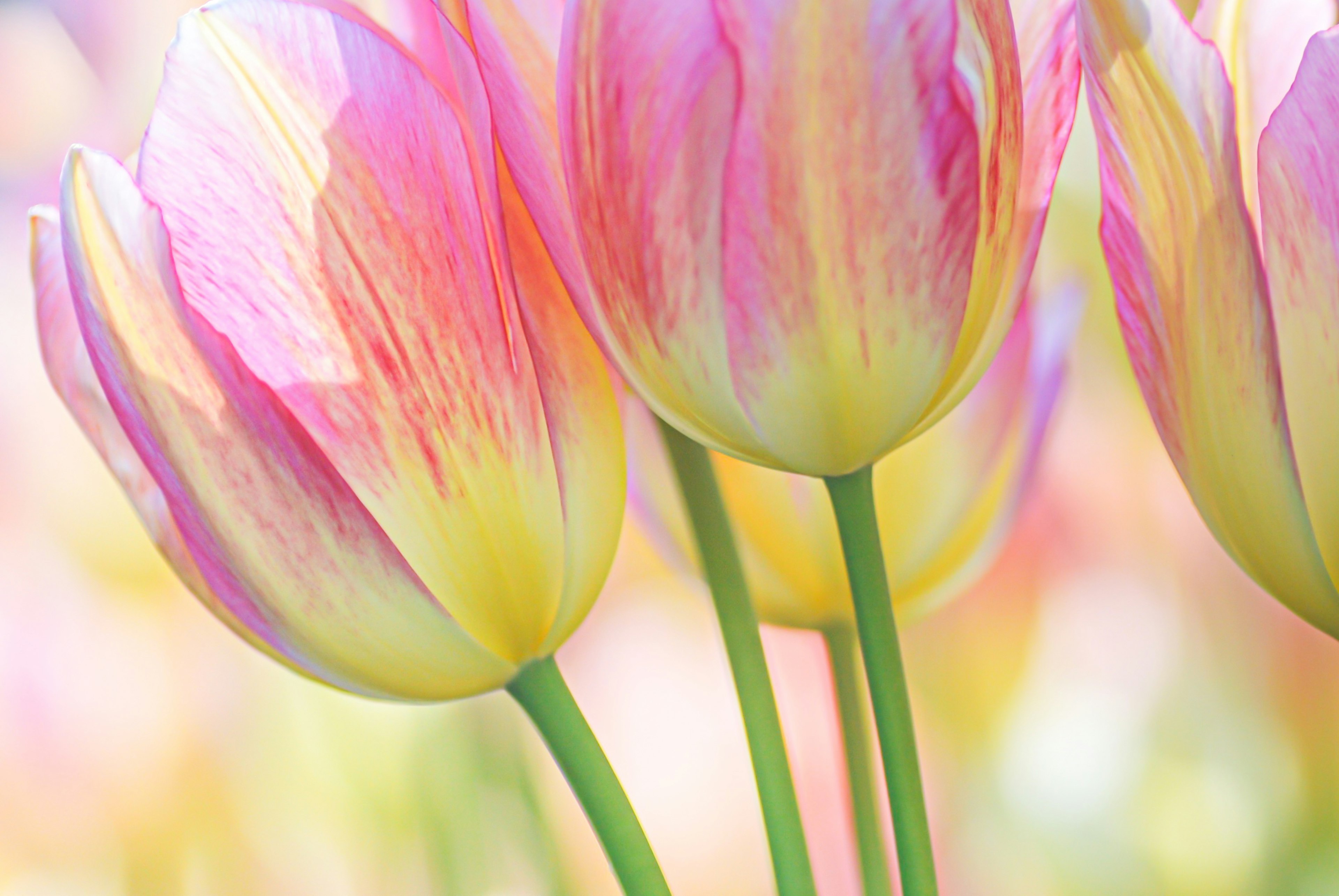 Hermosa escena de flores de tulipanes coloridos en flor