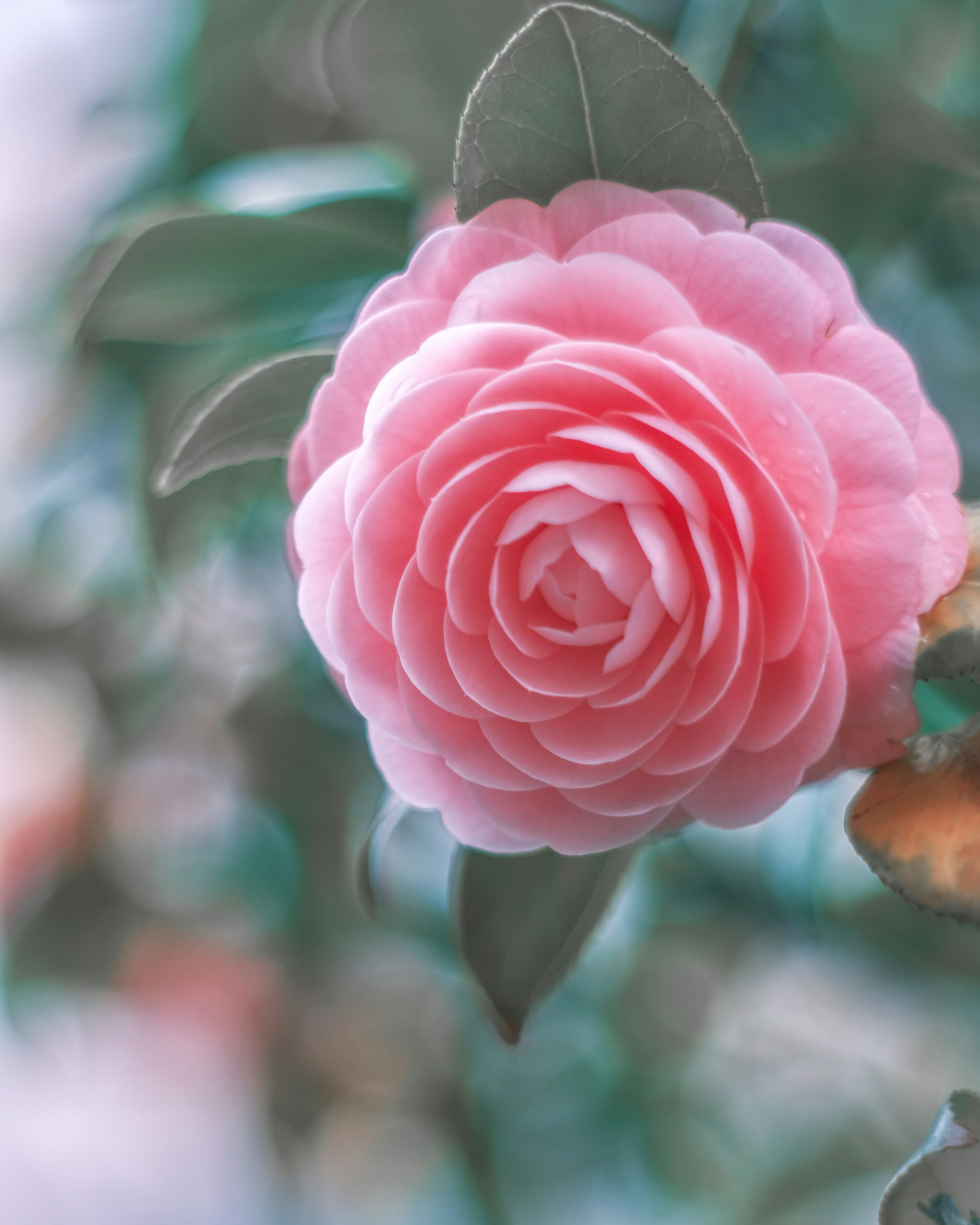 Un fiore di camelia rosa chiaro spicca tra le foglie verdi