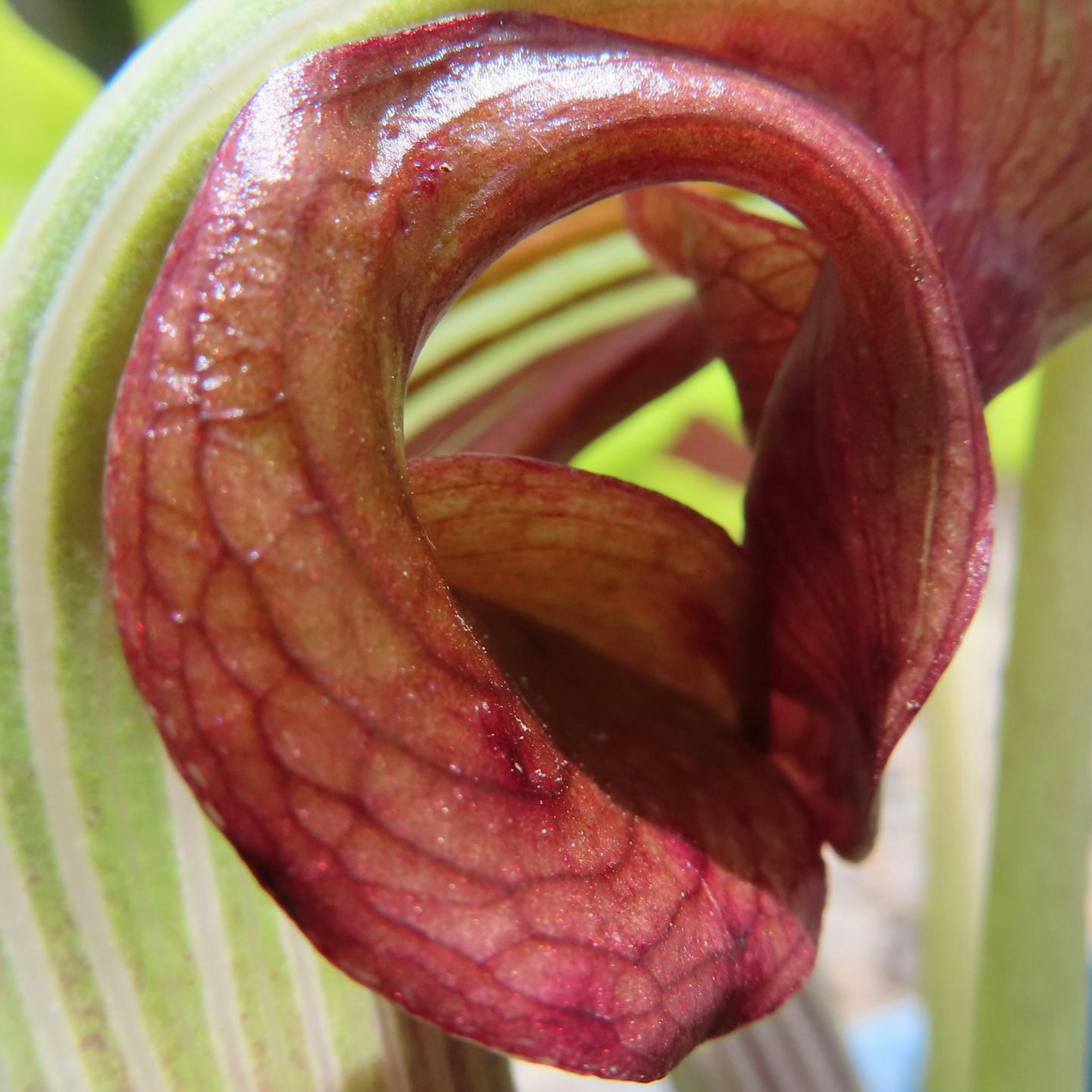 Acercamiento de una planta única con pétalos rojizos