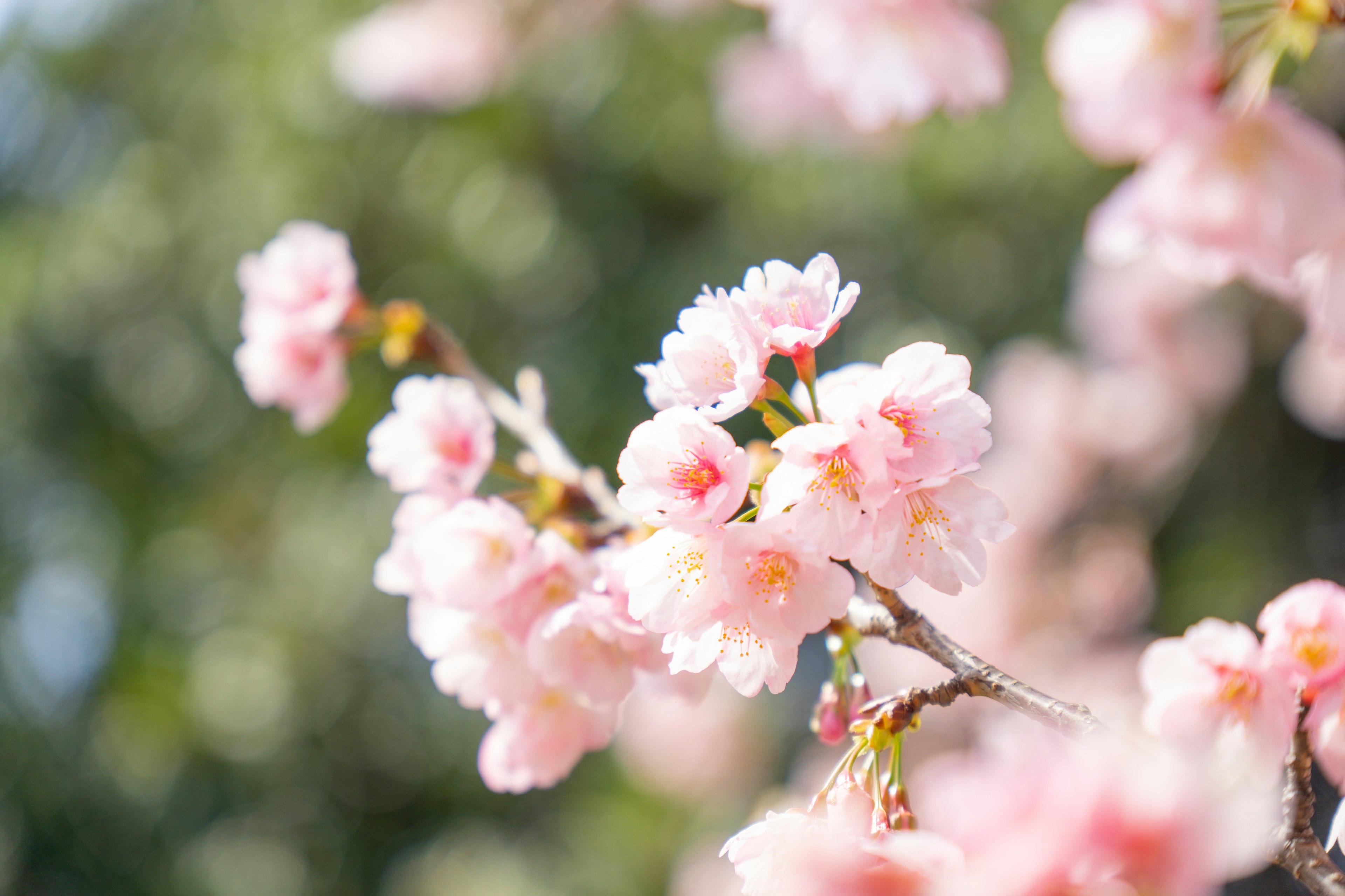 Fiori di ciliegio in fiore con petali rosa delicati e uno sfondo morbido