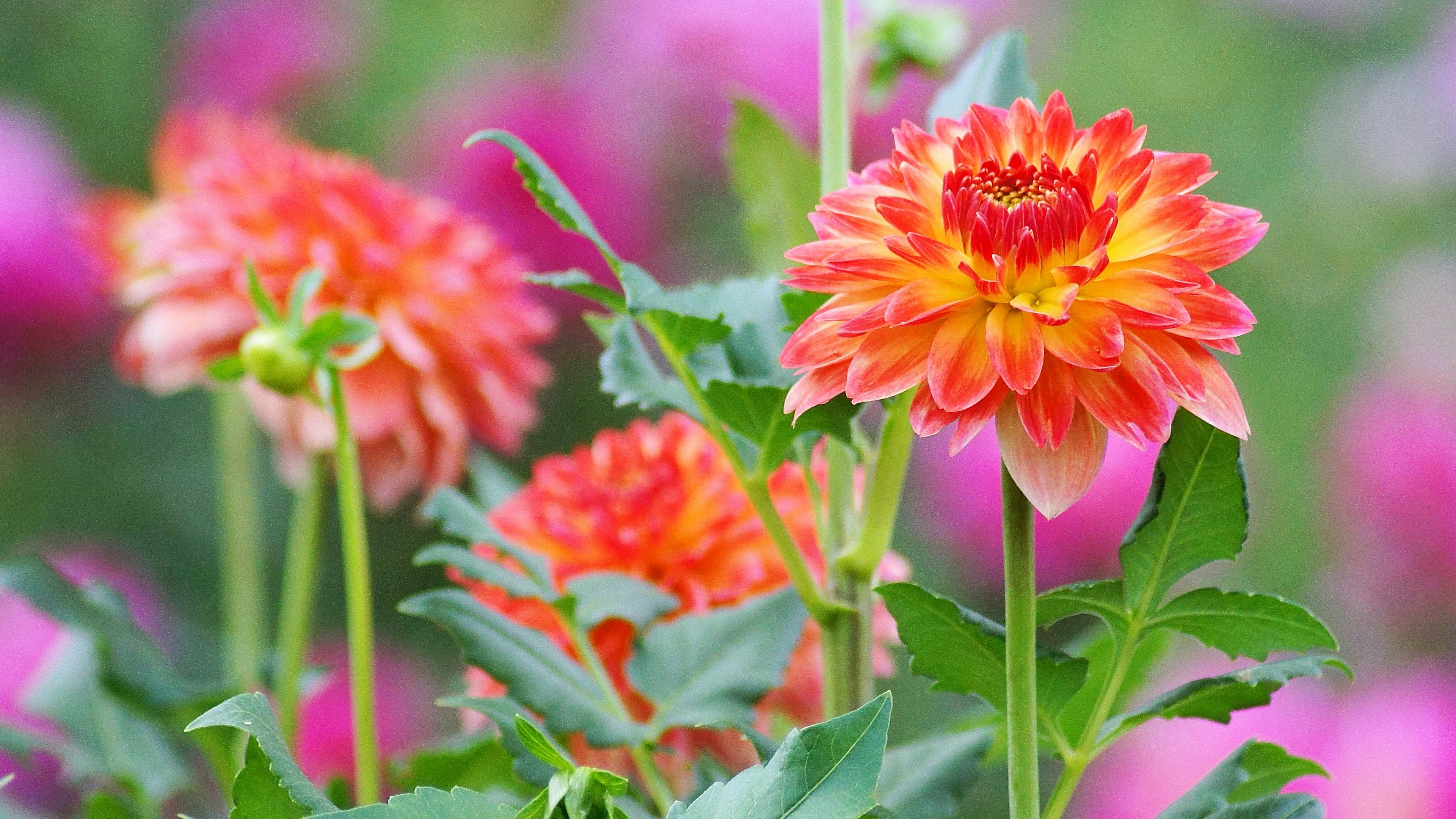 Flores de dalia naranja vibrante en flor con flores rosas de fondo