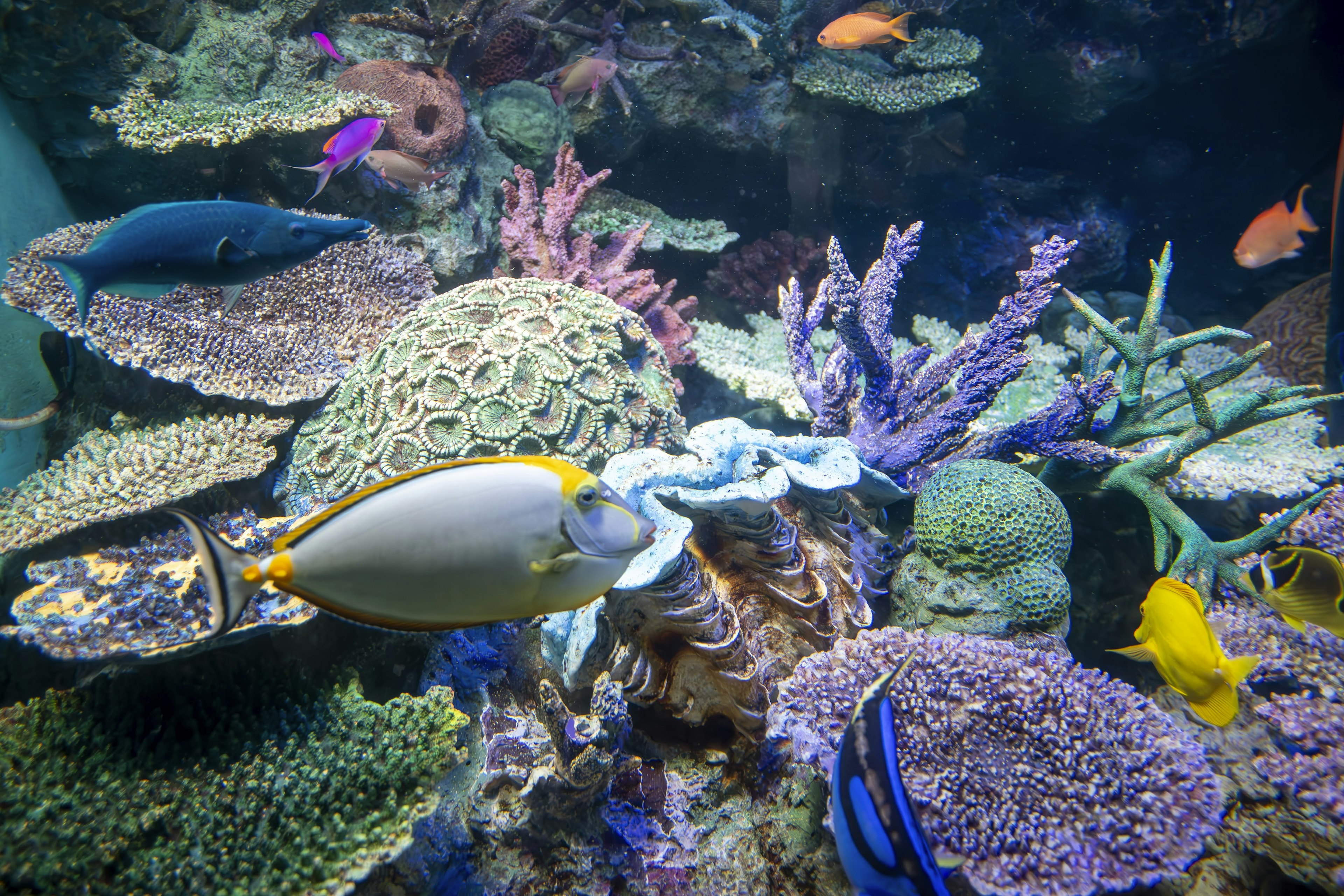 Bunte tropische Fische schwimmen in einer Unterwasserlandschaft des Korallenriffs