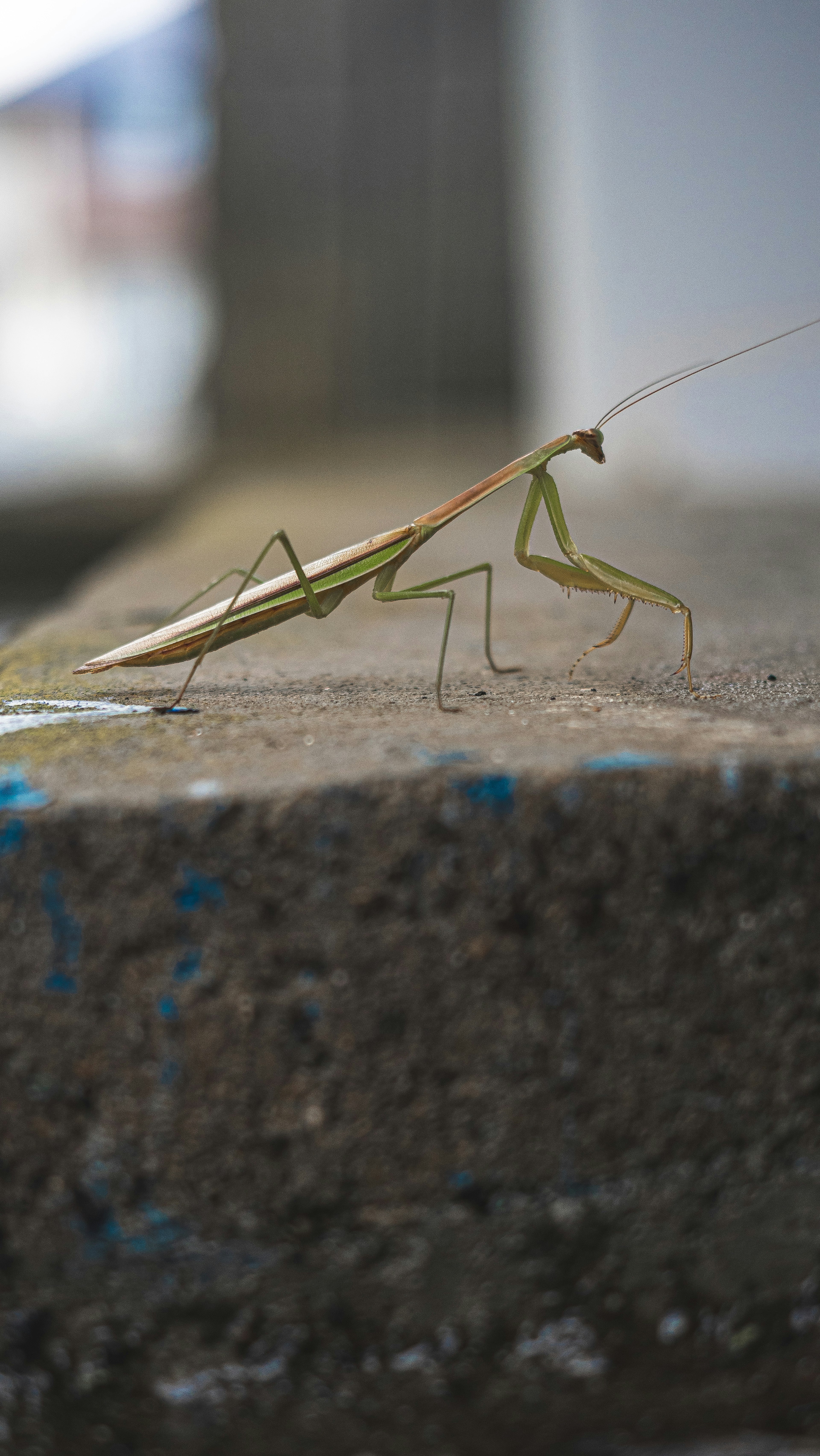 A green mantis on a concrete surface