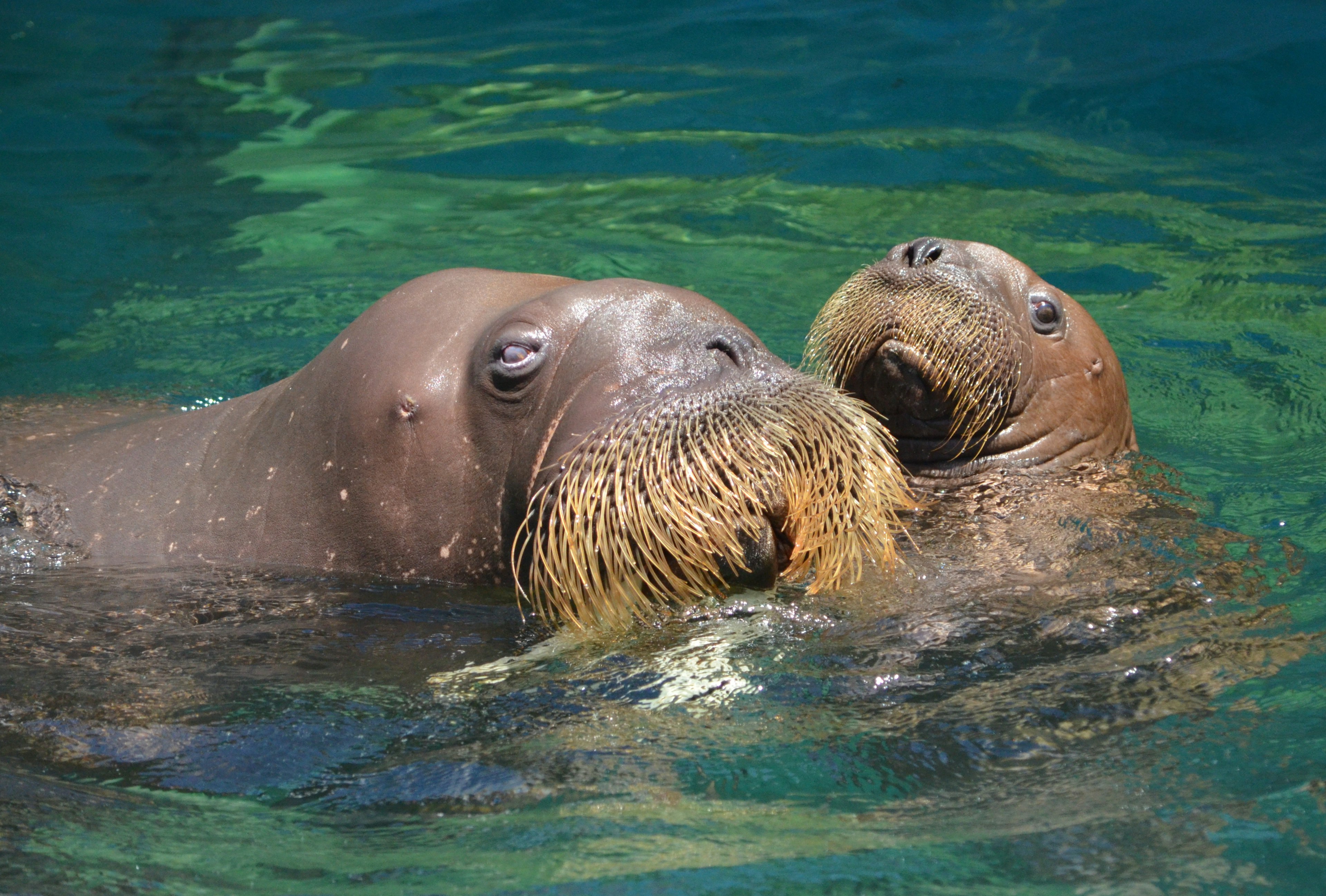 Two walruses swimming playfully in the water