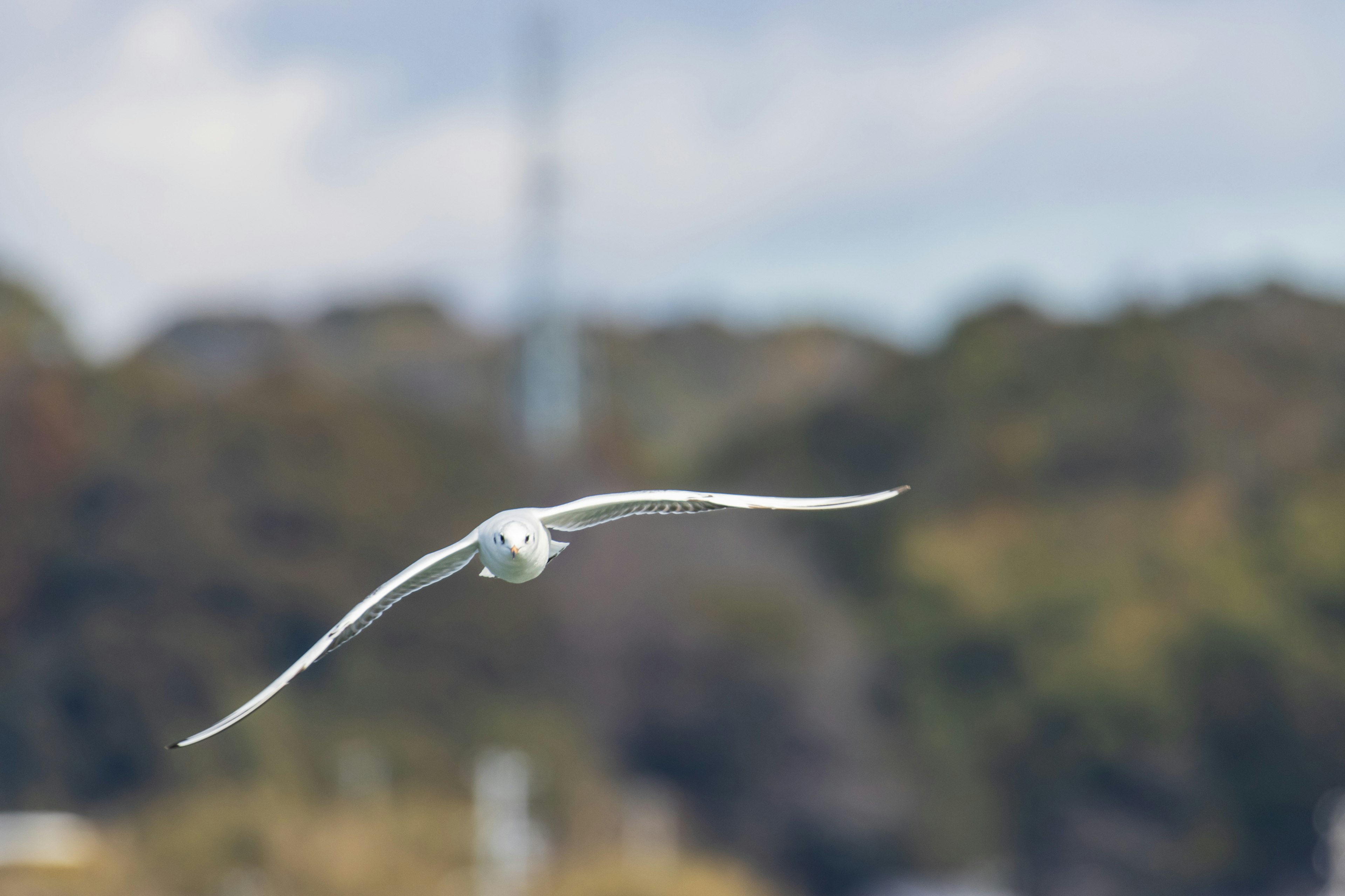 Un pájaro blanco volando sobre un fondo de árboles verdes