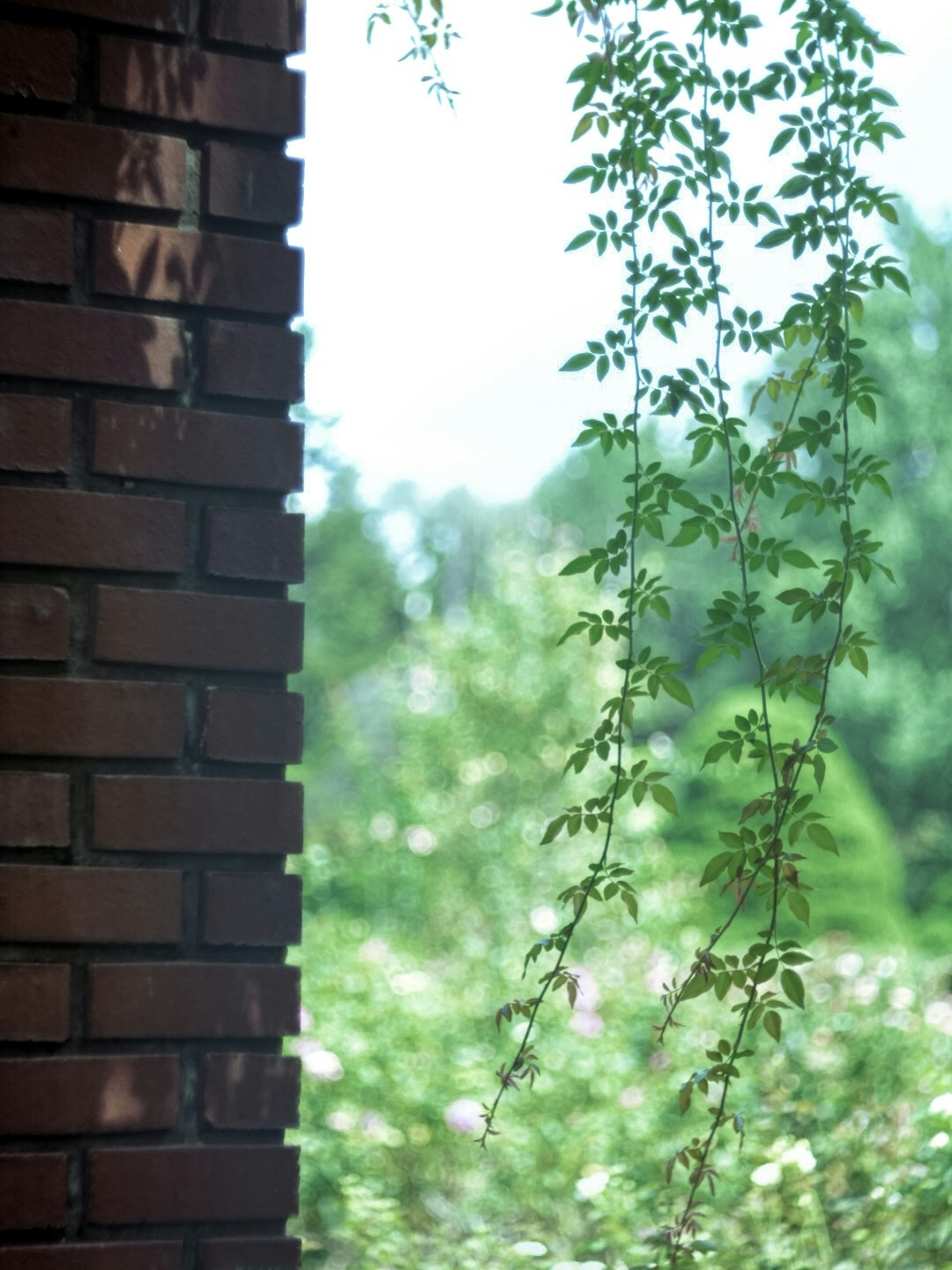 Close-up of green leaves hanging beside a brick wall