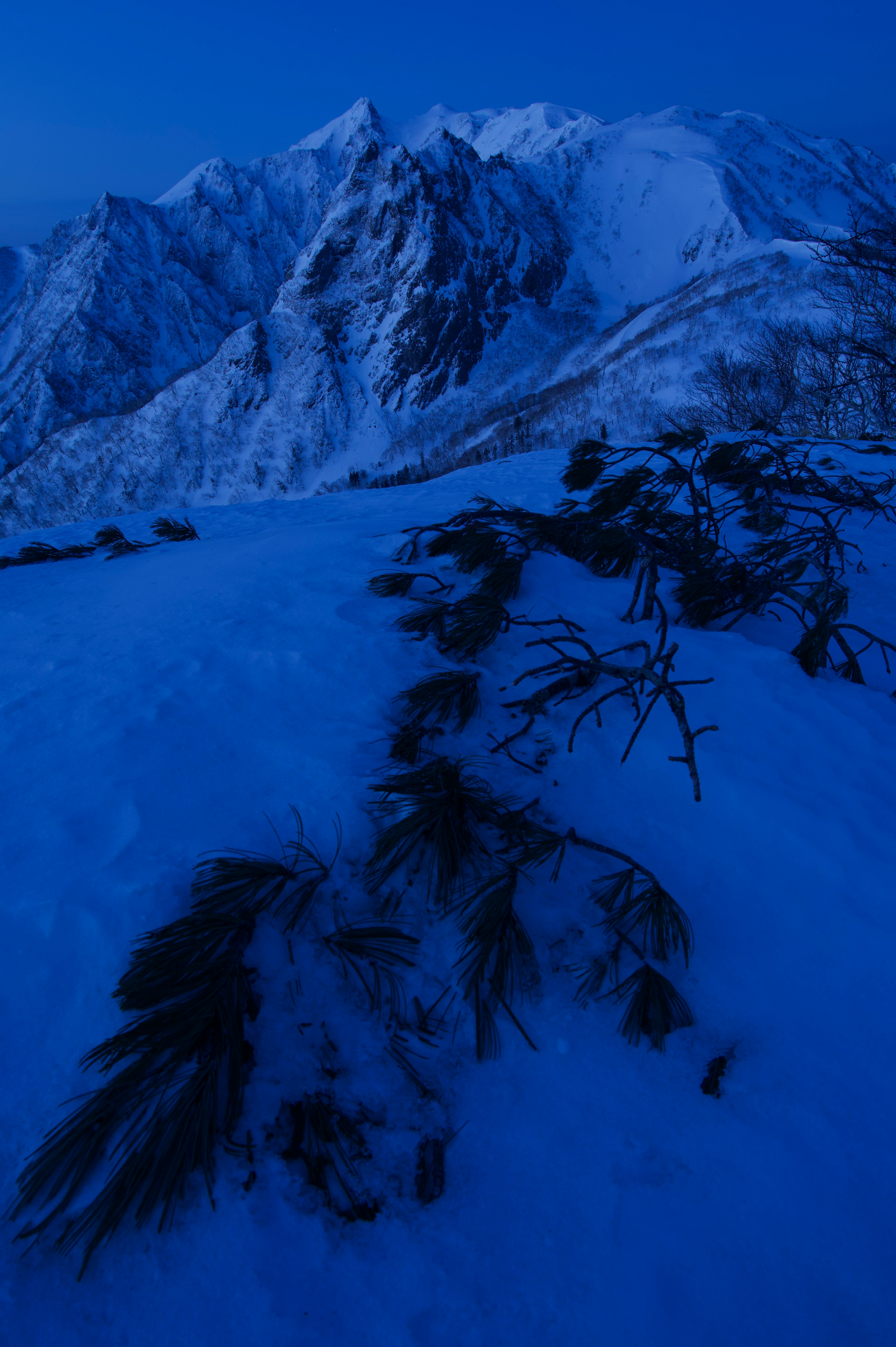 Montagne innevate con piante sotto una luce blu