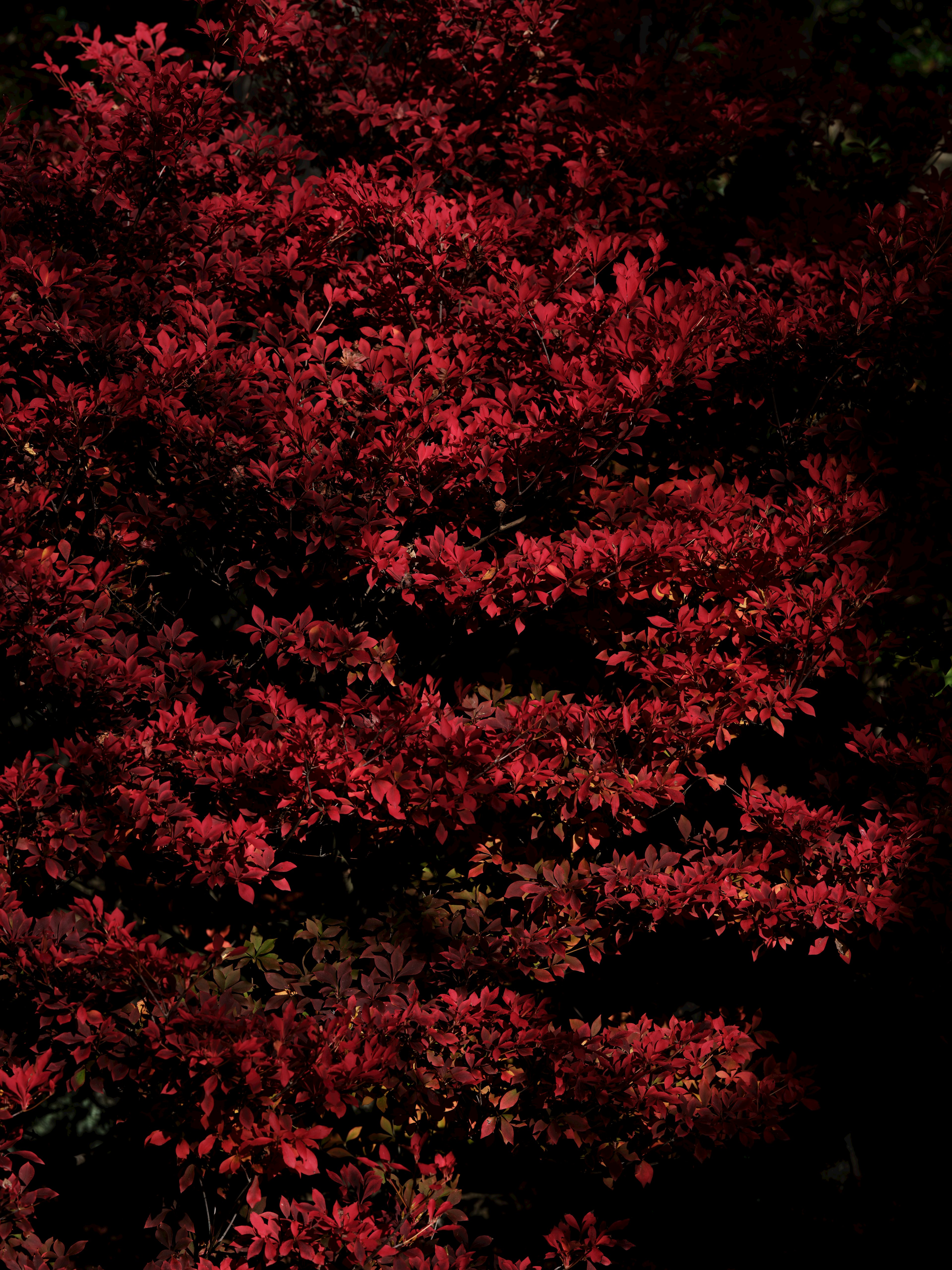 Primo piano di un albero con foglie rosse