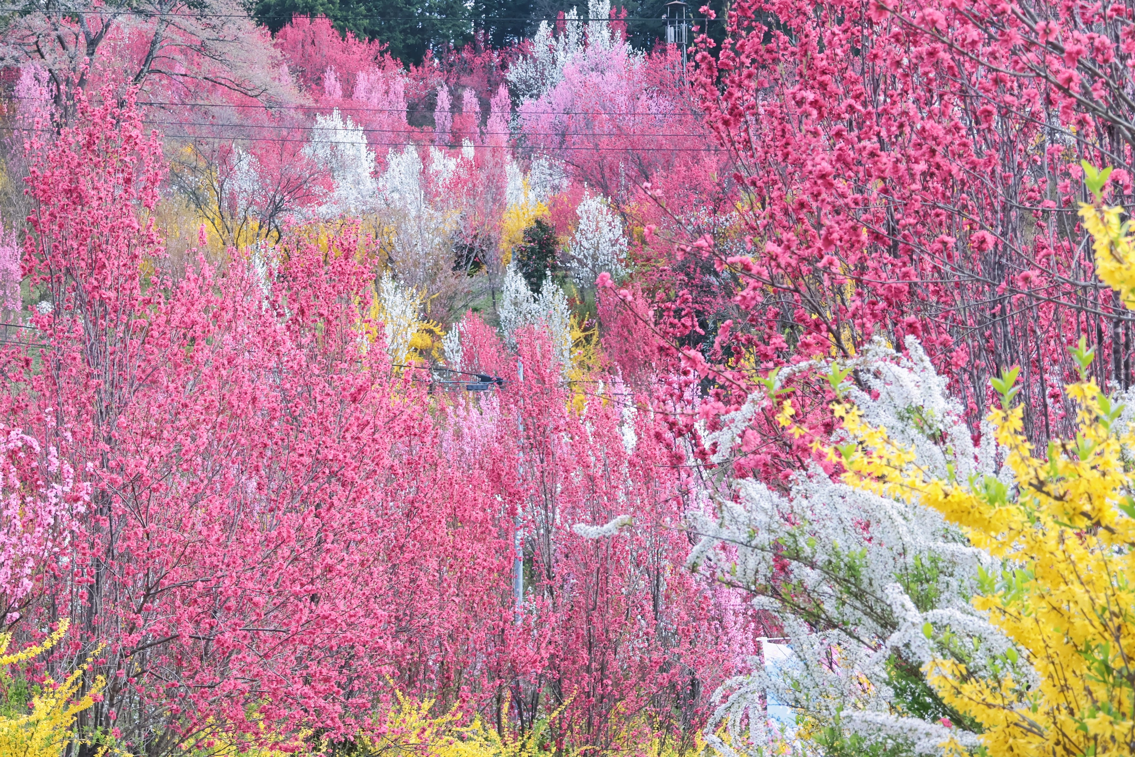 Lebendige Landschaft mit blühenden rosa und gelben Blumen