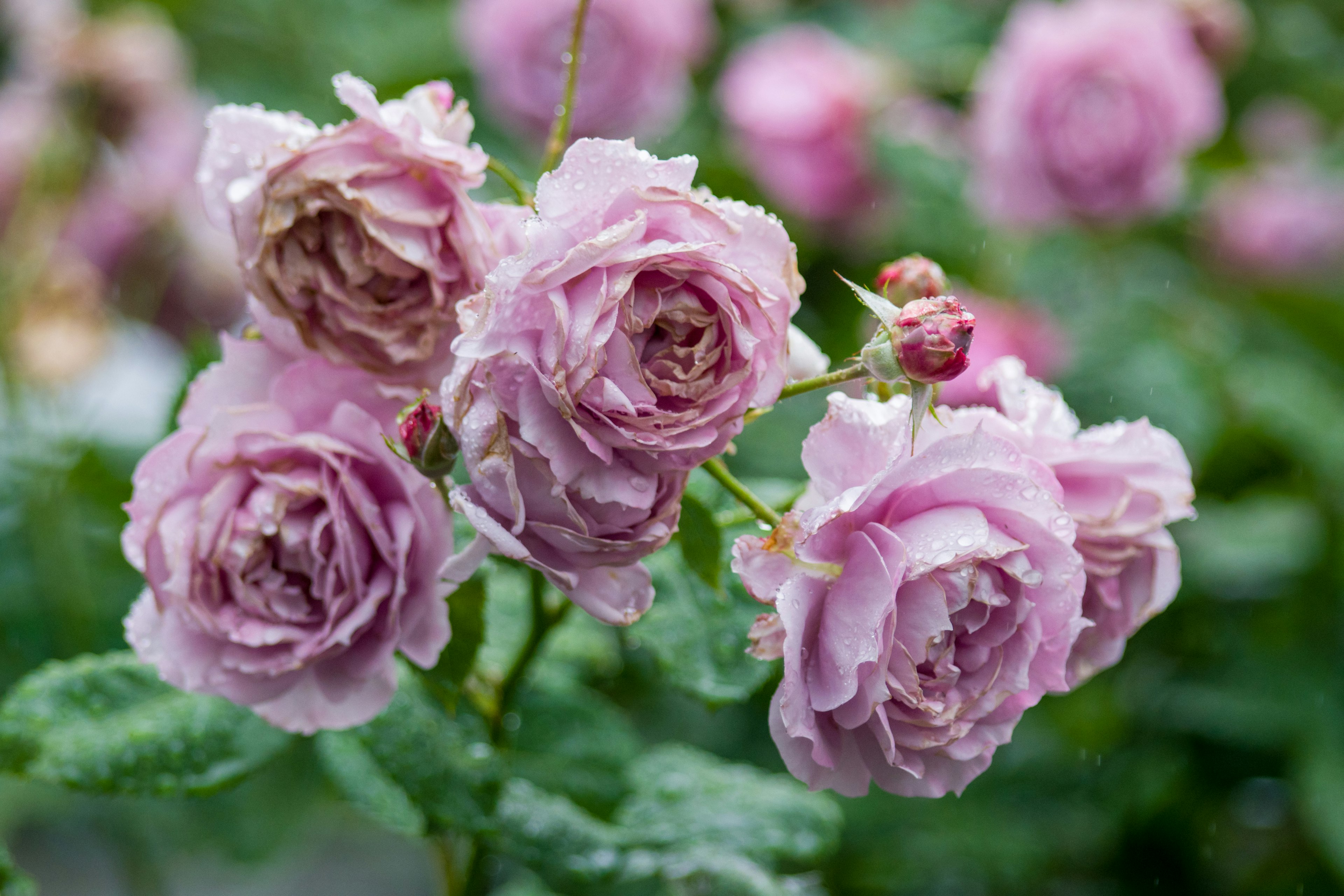 Bellissimo bouquet di rose rosa pallido con petali sovrapposti