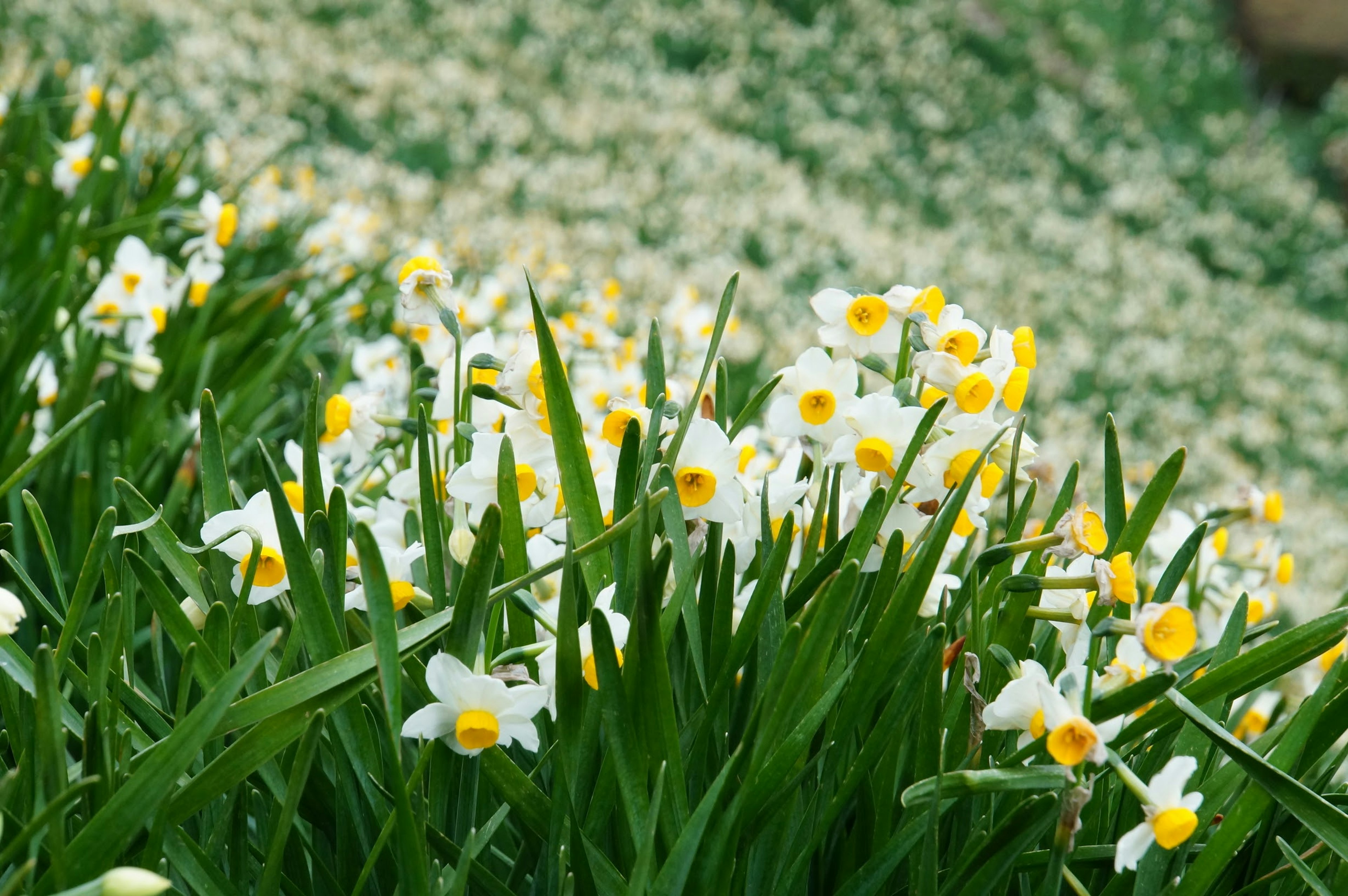 Ein Feld mit weißen und gelben Narzissen, die zwischen grünem Gras blühen