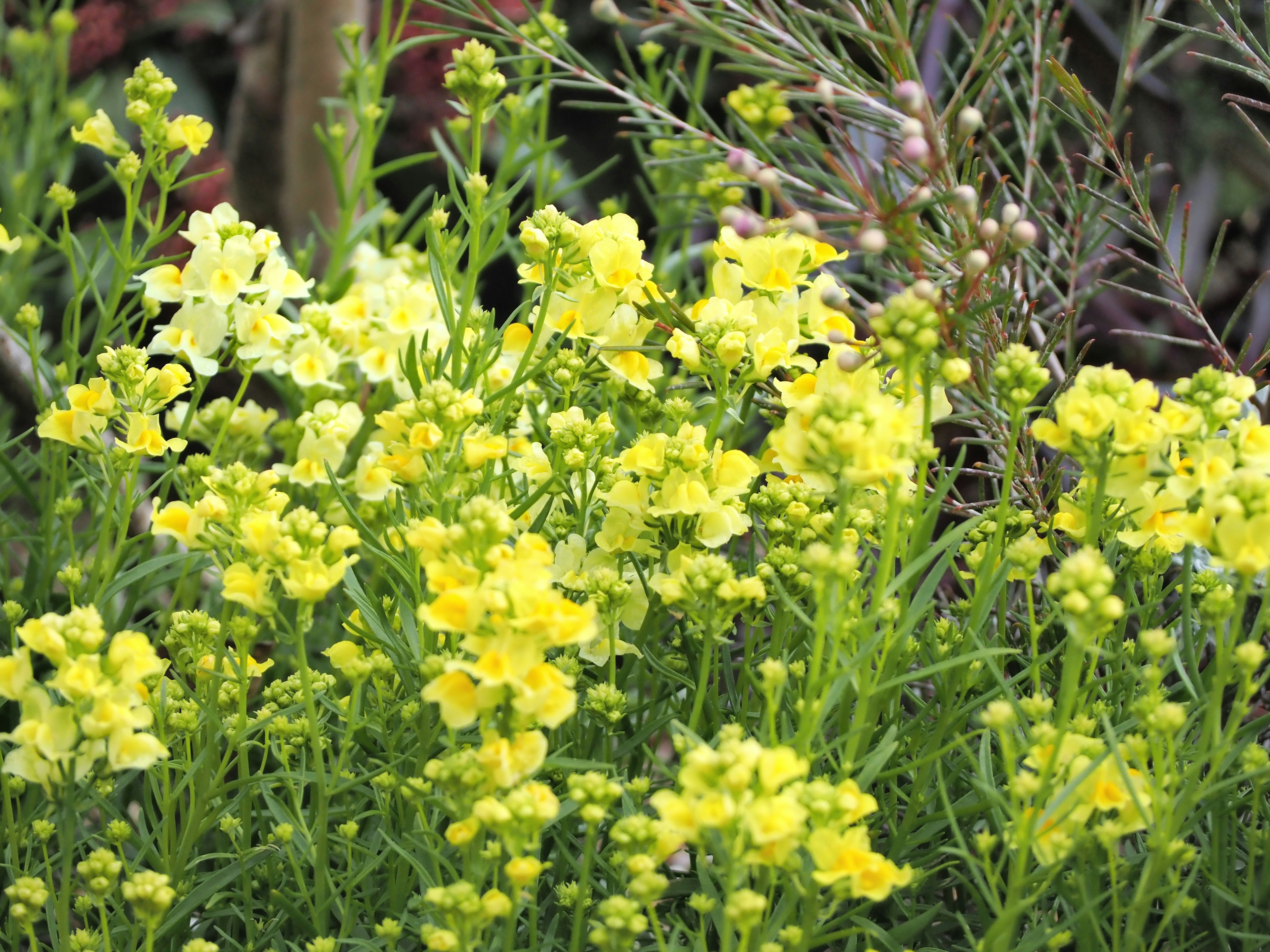 明るい黄色の花々が咲いている草花の群生