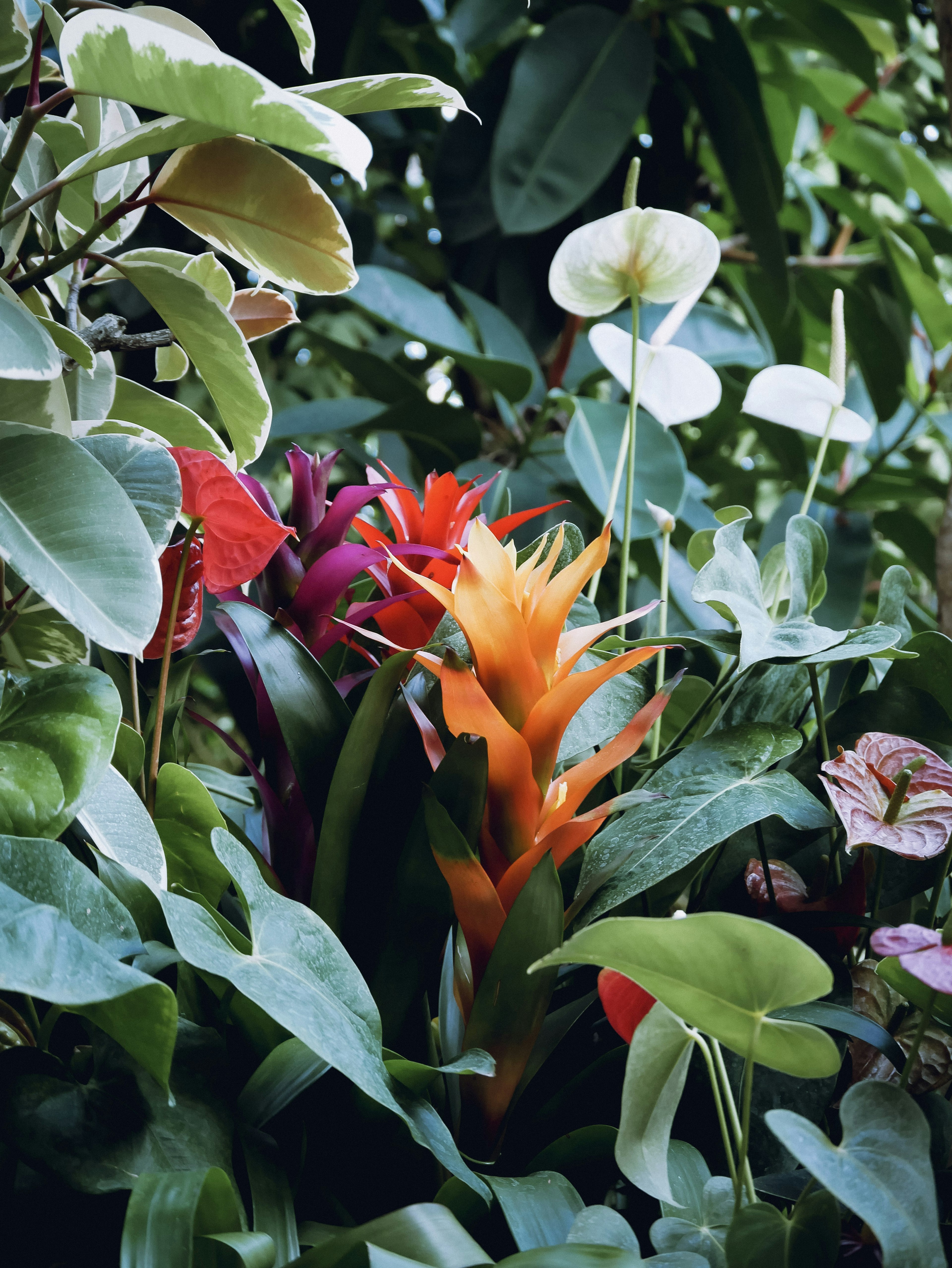 Vibrant orange flower surrounded by lush green leaves and colorful blooms