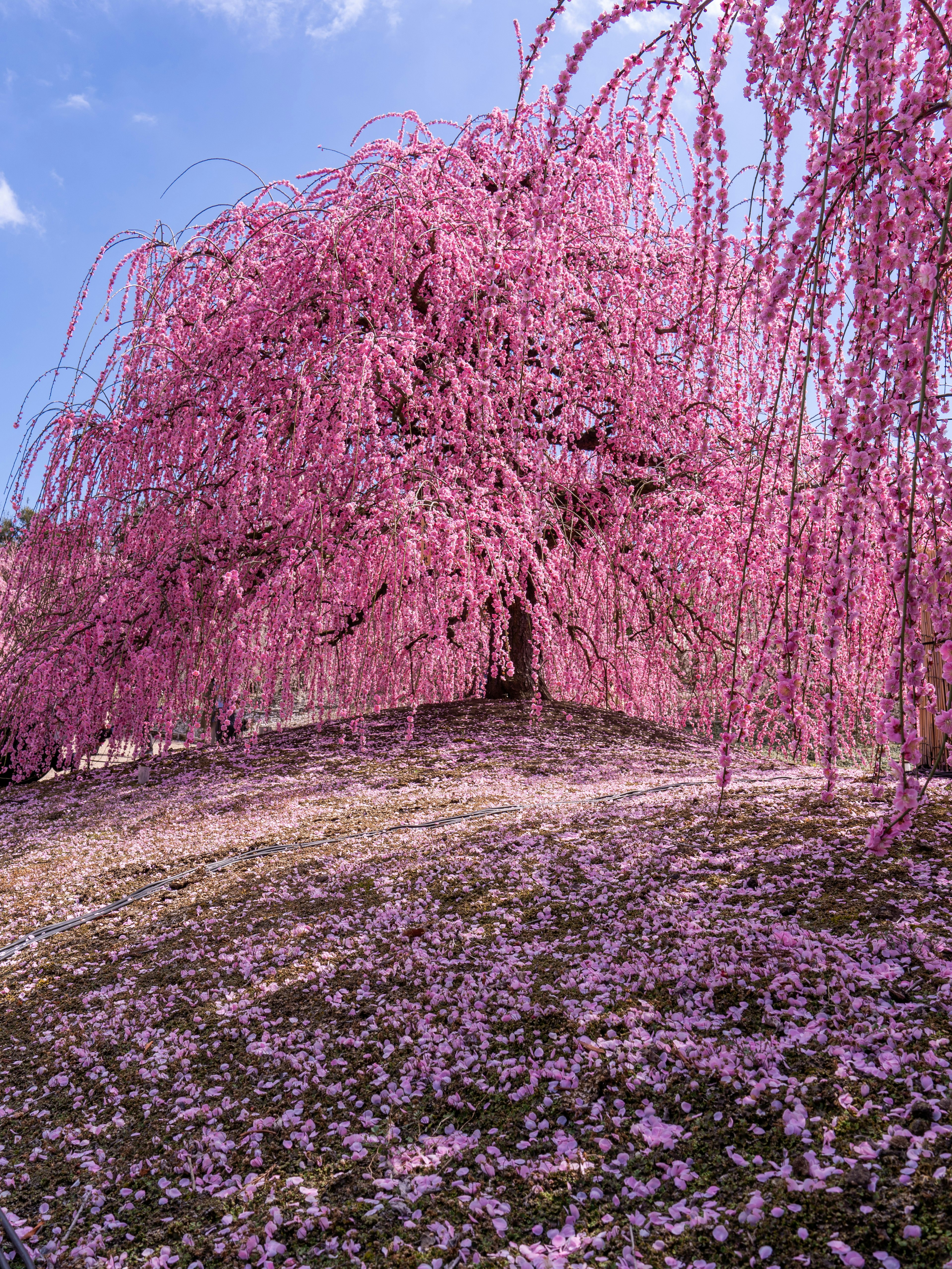 Albero di ciliegio piangente con fiori rosa e petali caduti