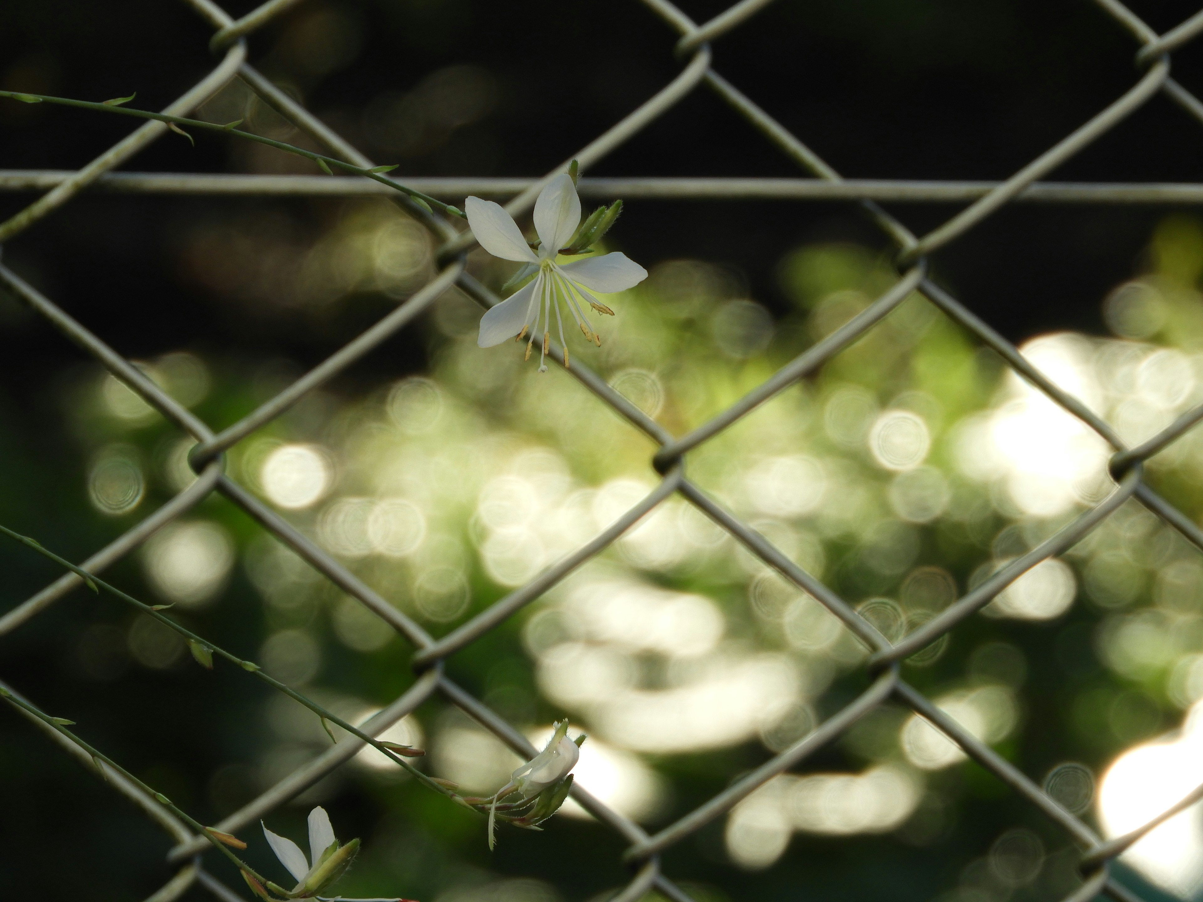 Flores blancas entrelazadas en una cerca con un fondo verde borroso