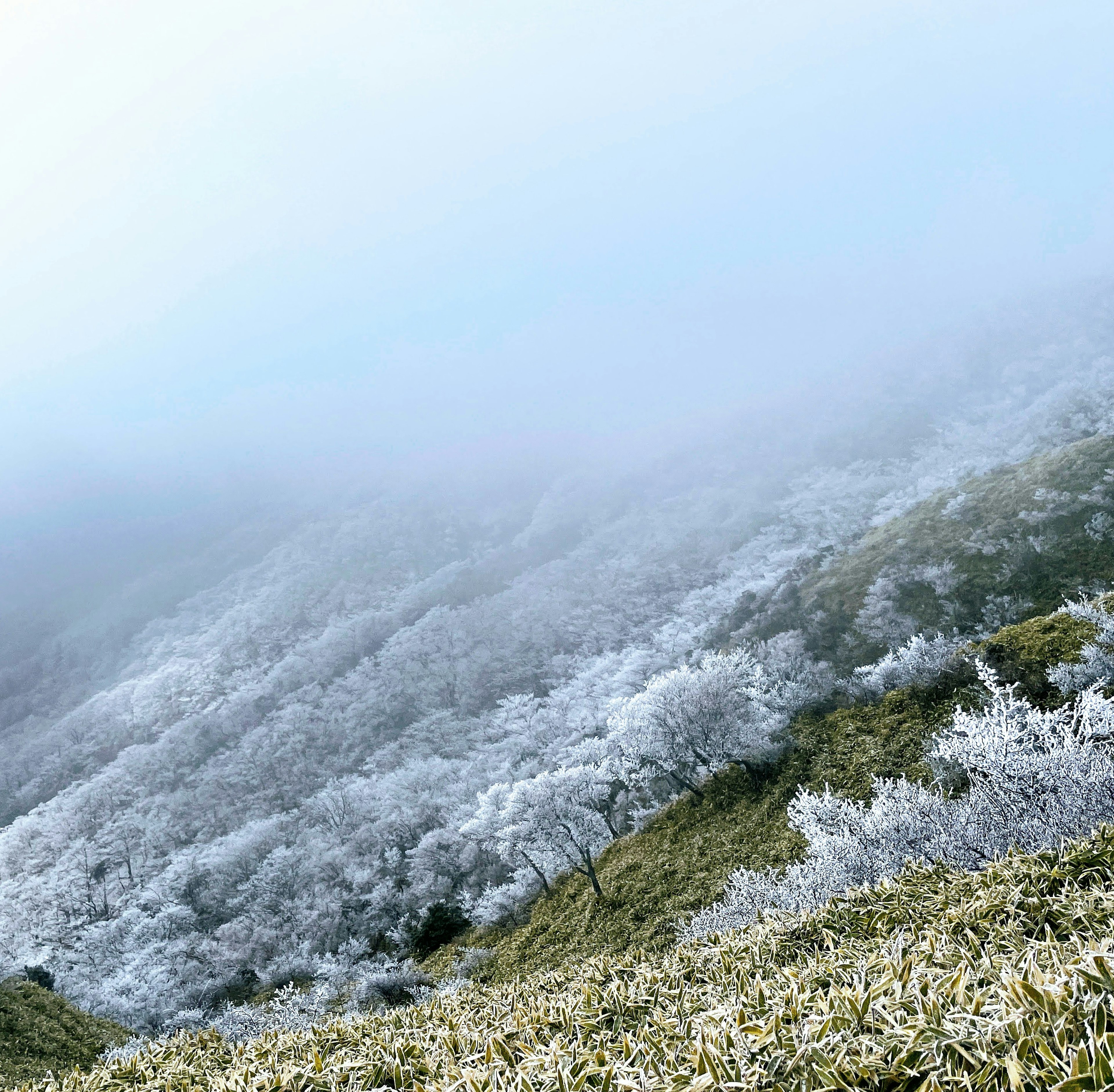 霧に包まれた山の風景に白く凍った木々が見える