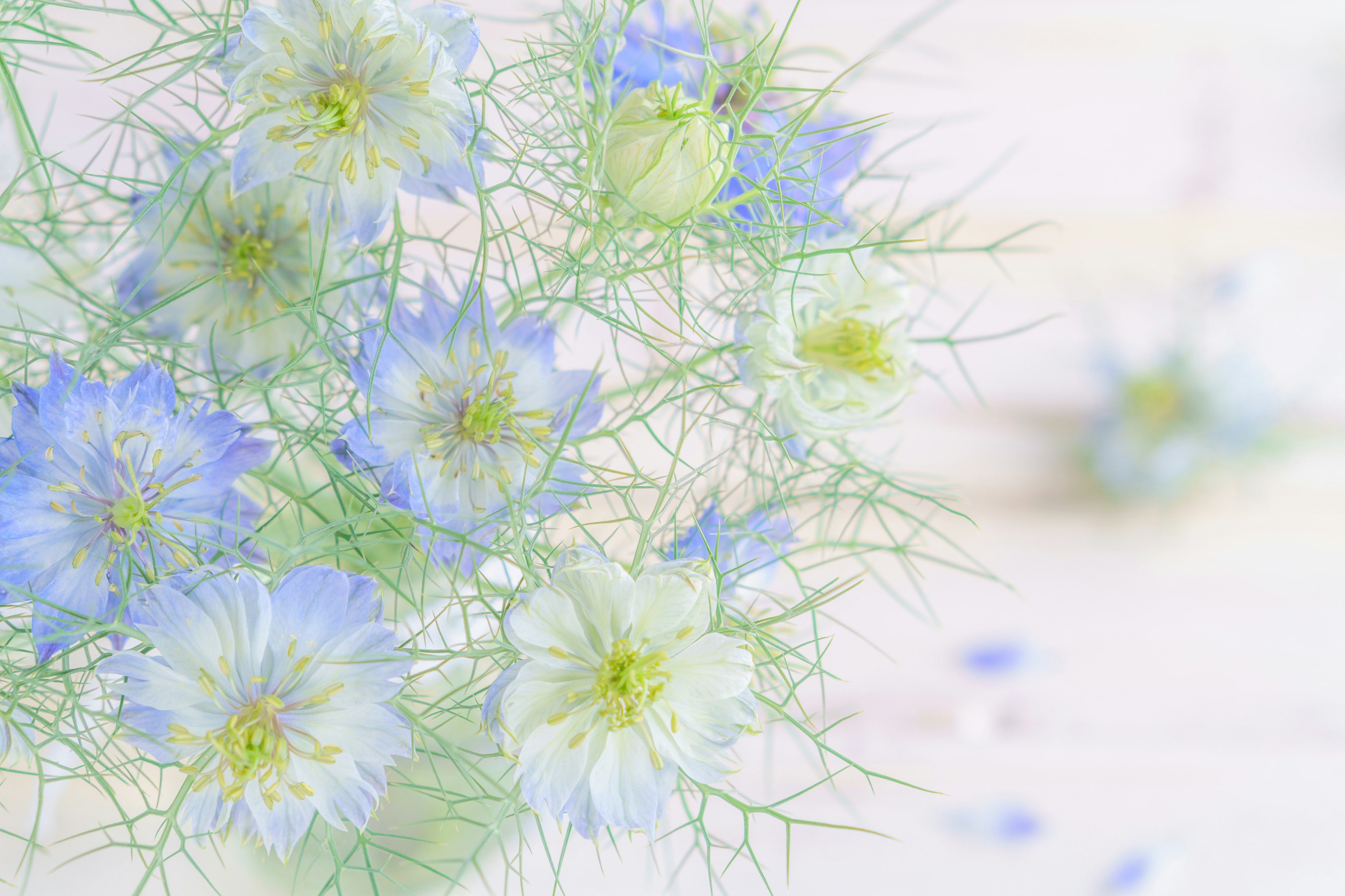 Une image de fond doux avec des grappes de fleurs bleues et blanches