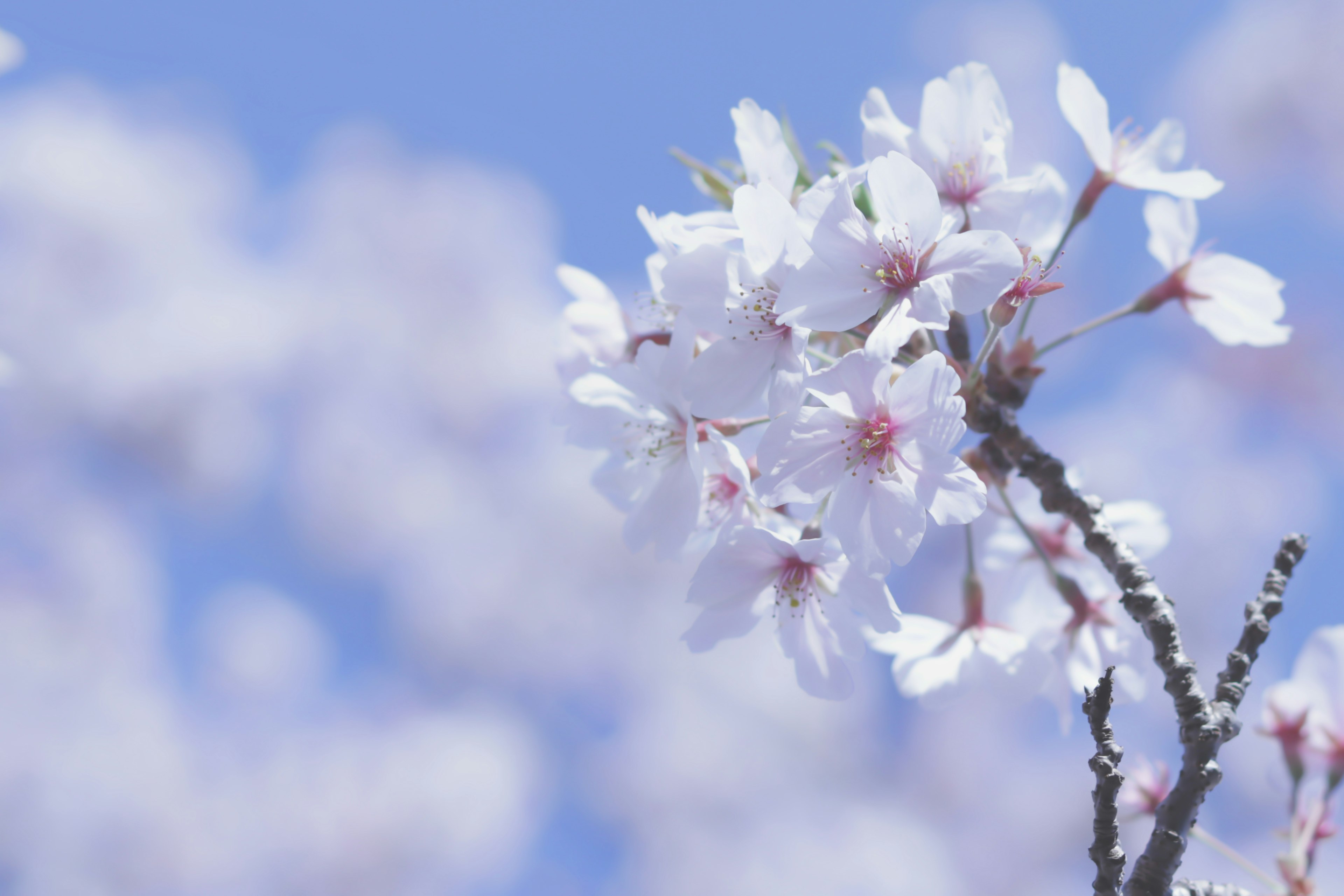 Nahaufnahme von Kirschblüten vor blauem Himmel