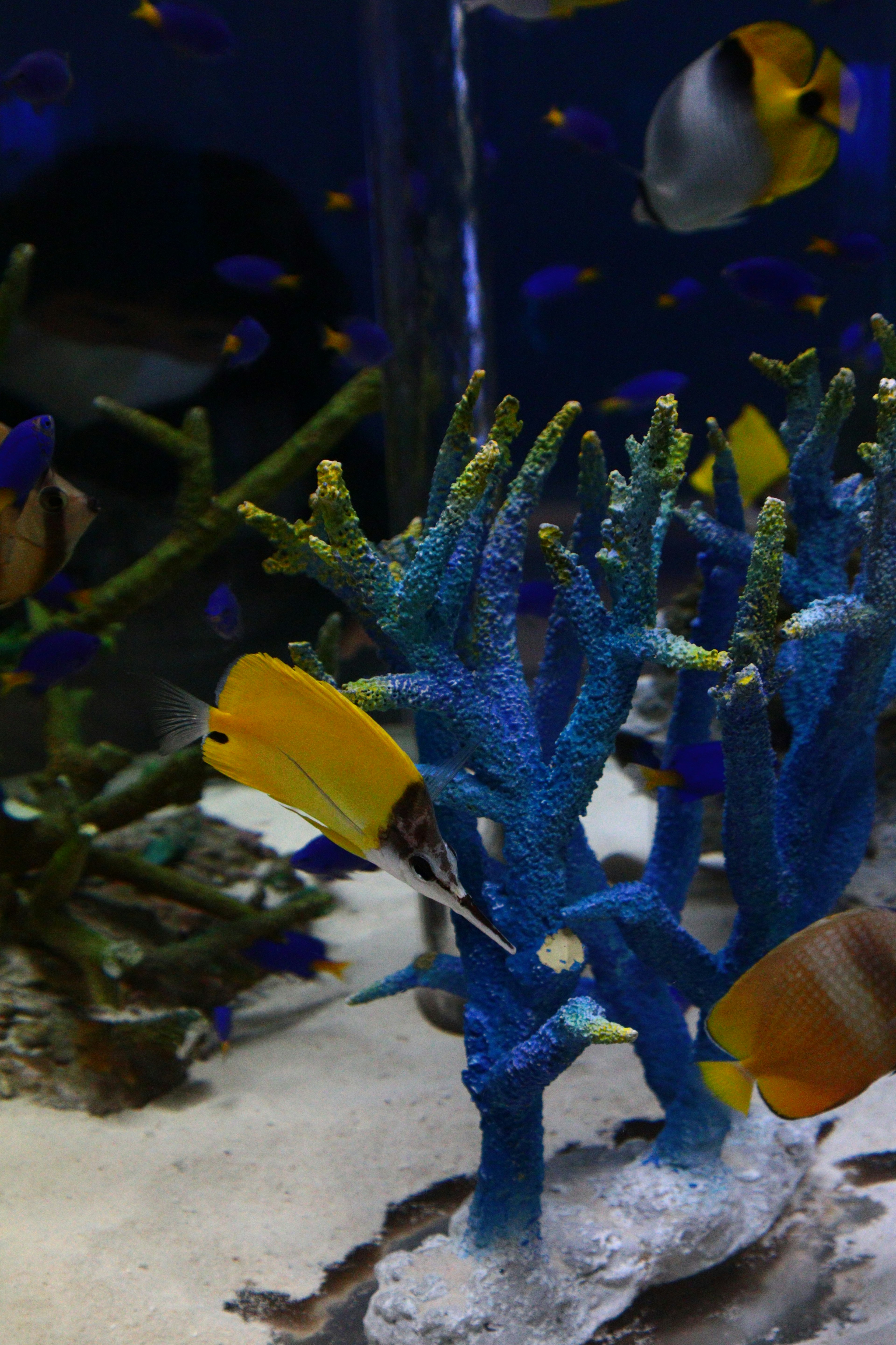 Underwater scene with blue coral and yellow fish swimming