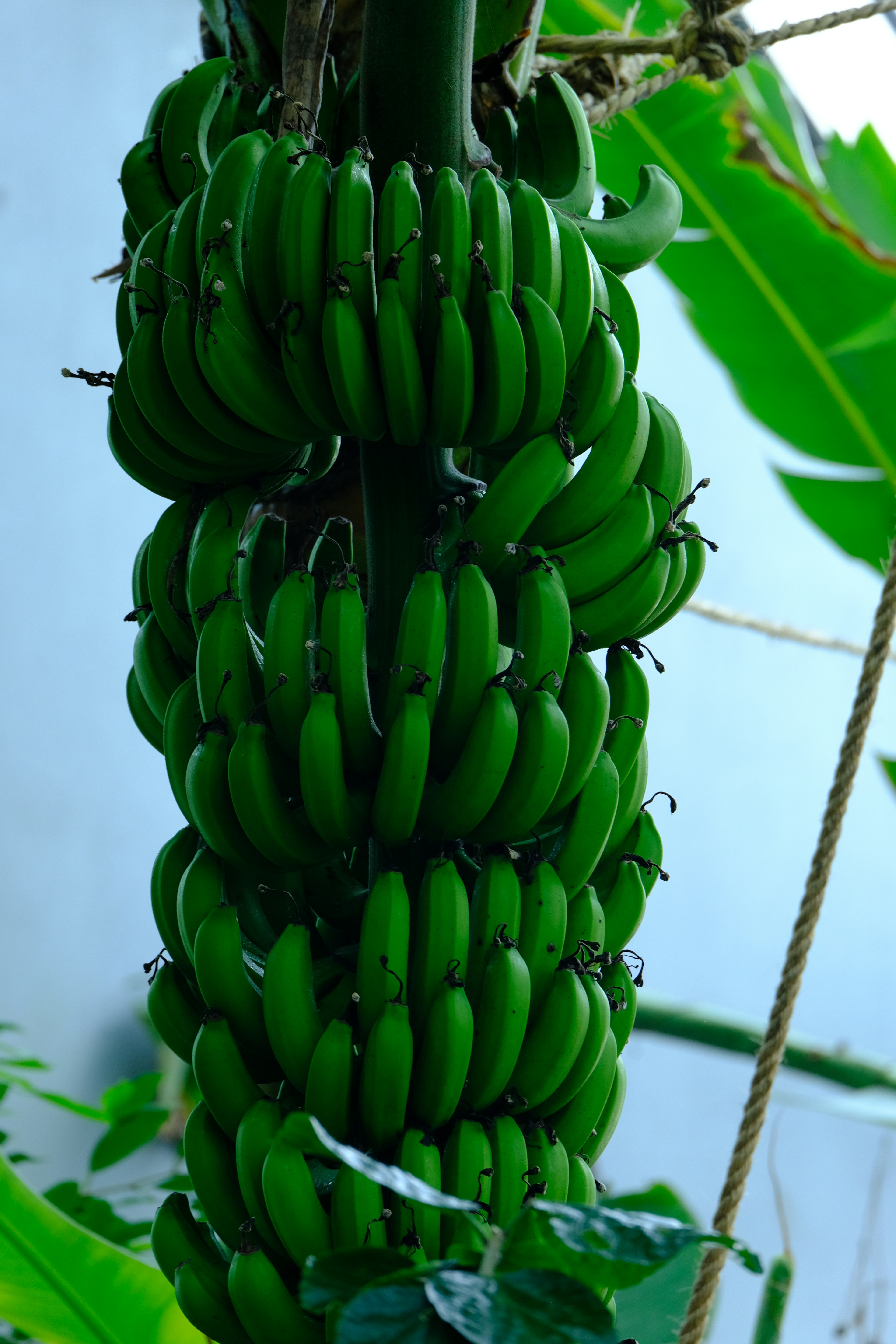 Bündel grüner Bananen an einer Bananenpflanze