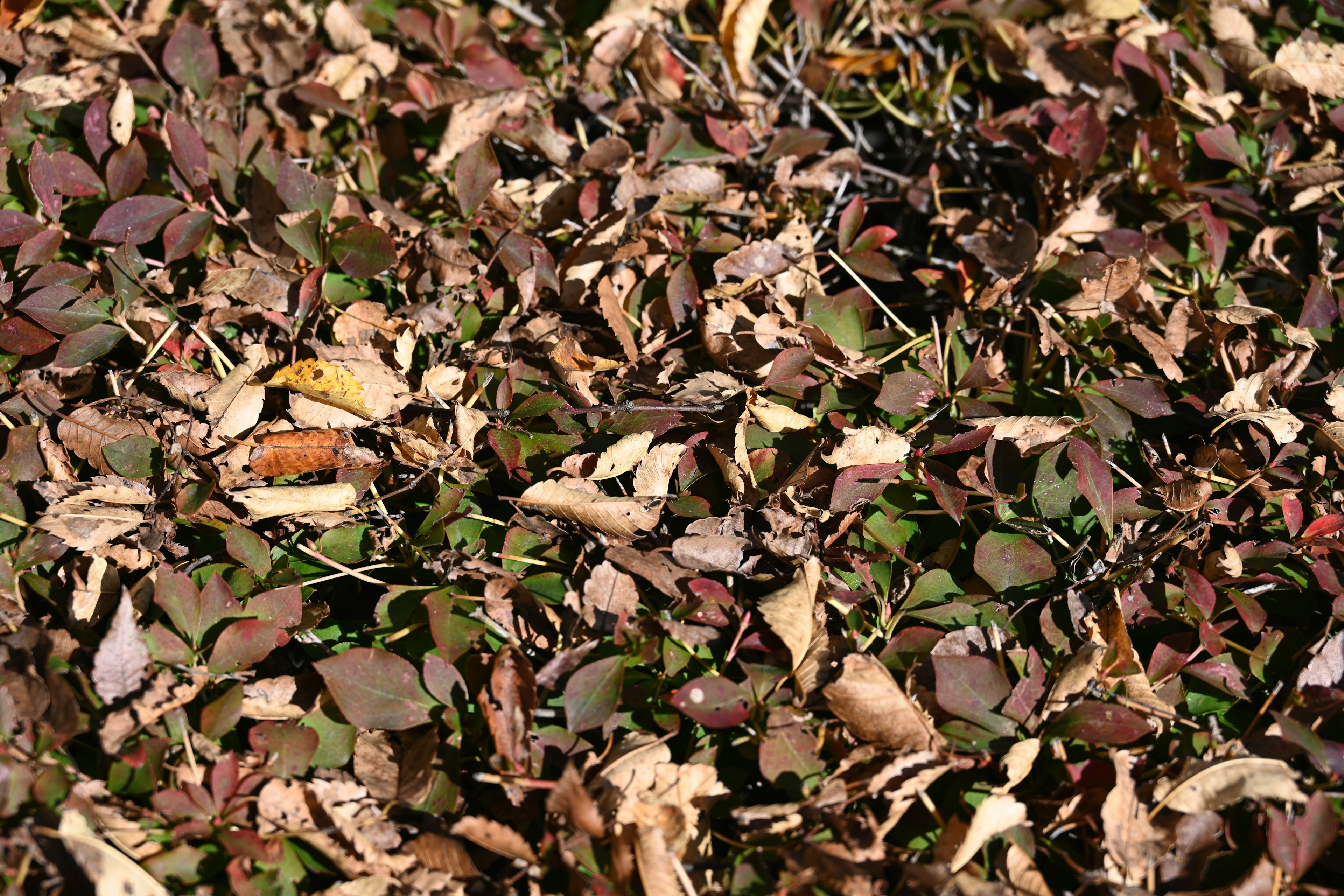 Gros plan du sol recouvert de feuilles sèches colorées et de petites feuilles vertes