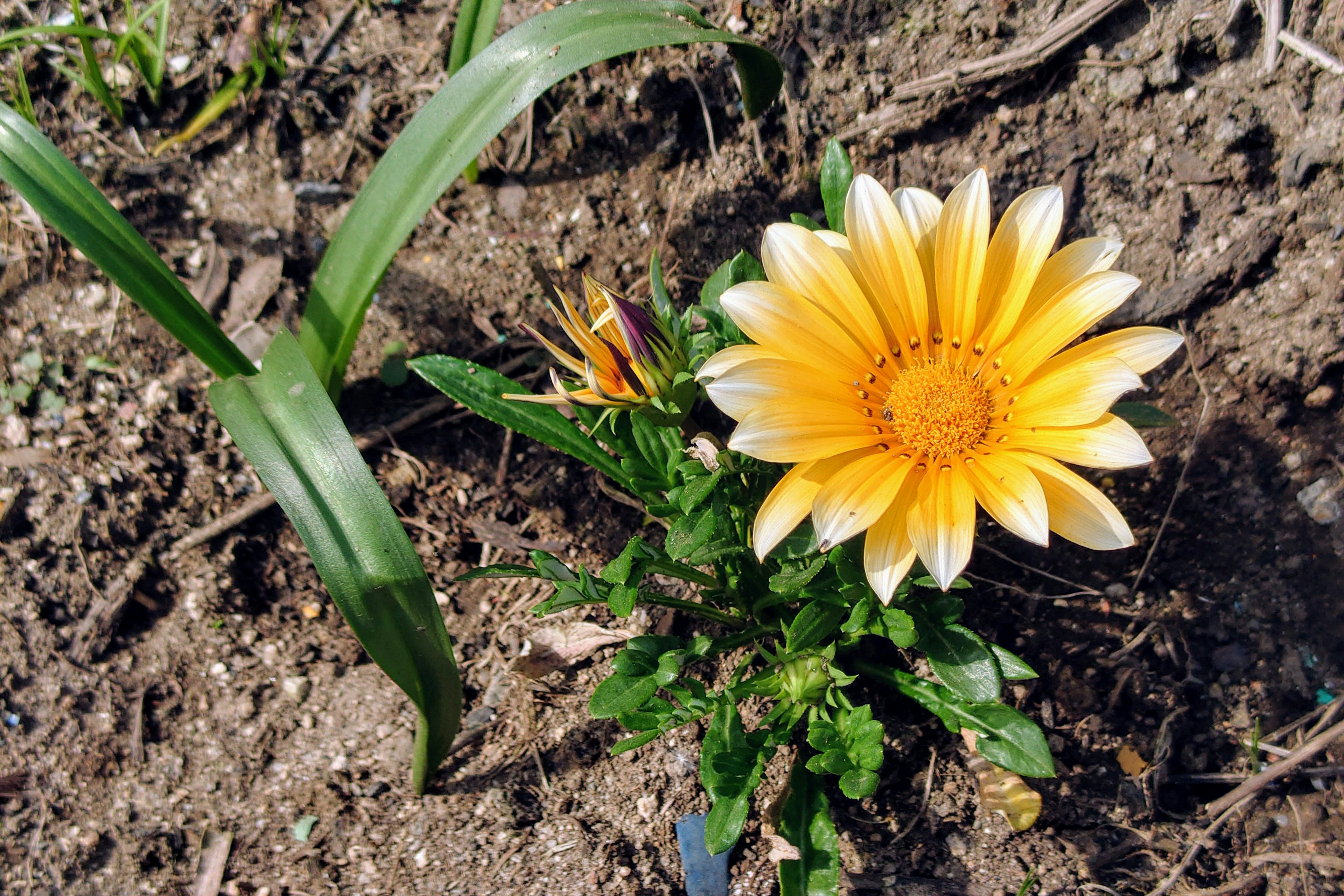 Un fiore giallo brillante che fiorisce nel terreno con foglie verdi