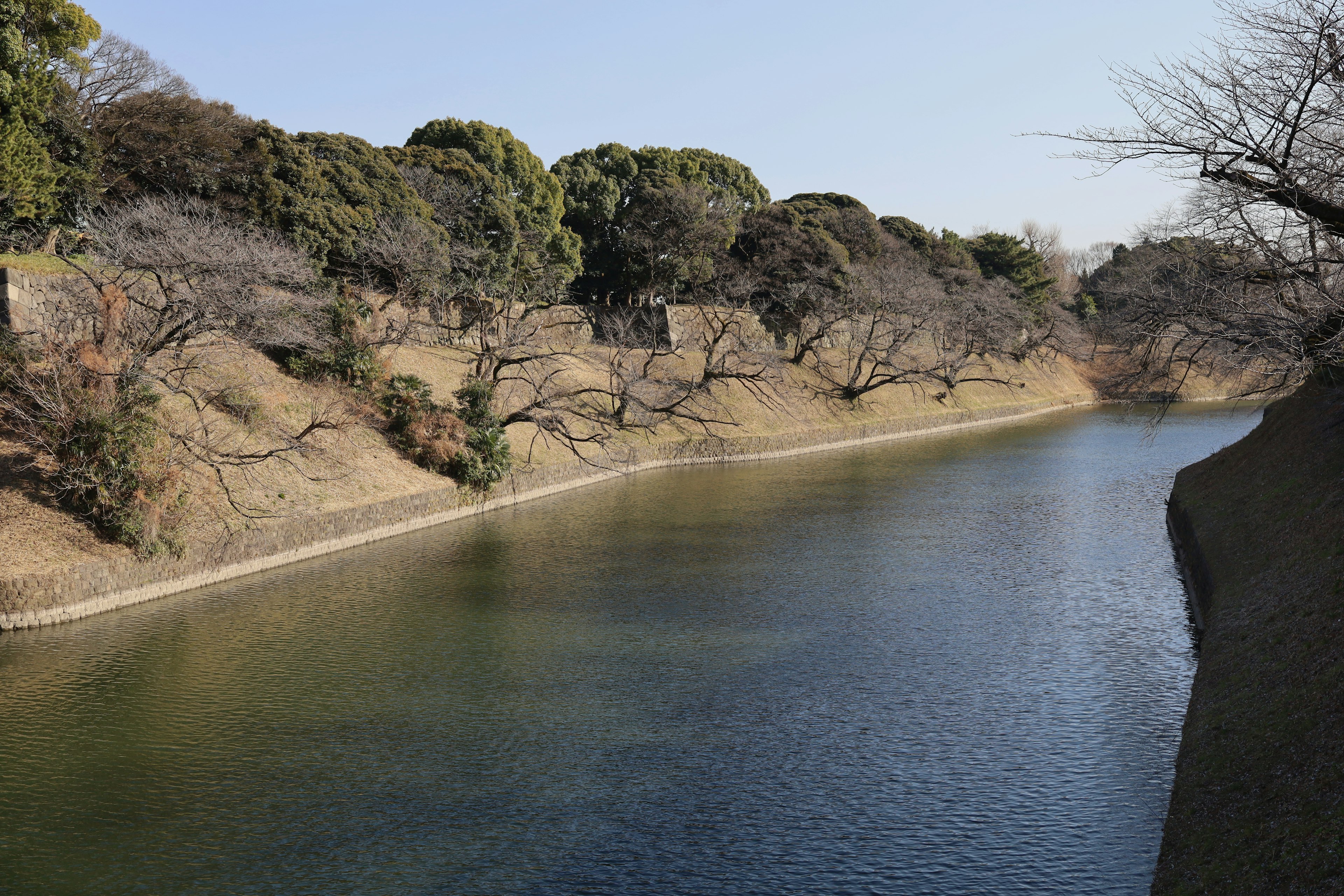 Scène de rivière tranquille avec des arbres nus