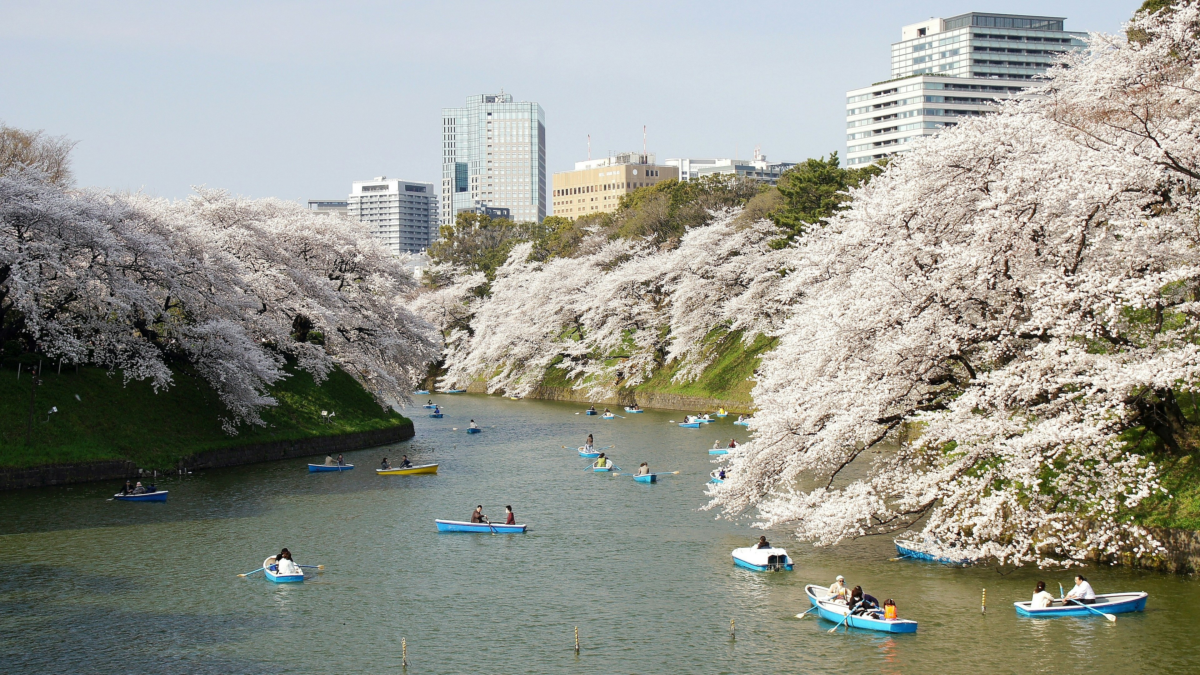 Personas remando en un río bordeado de cerezos en flor y edificios modernos