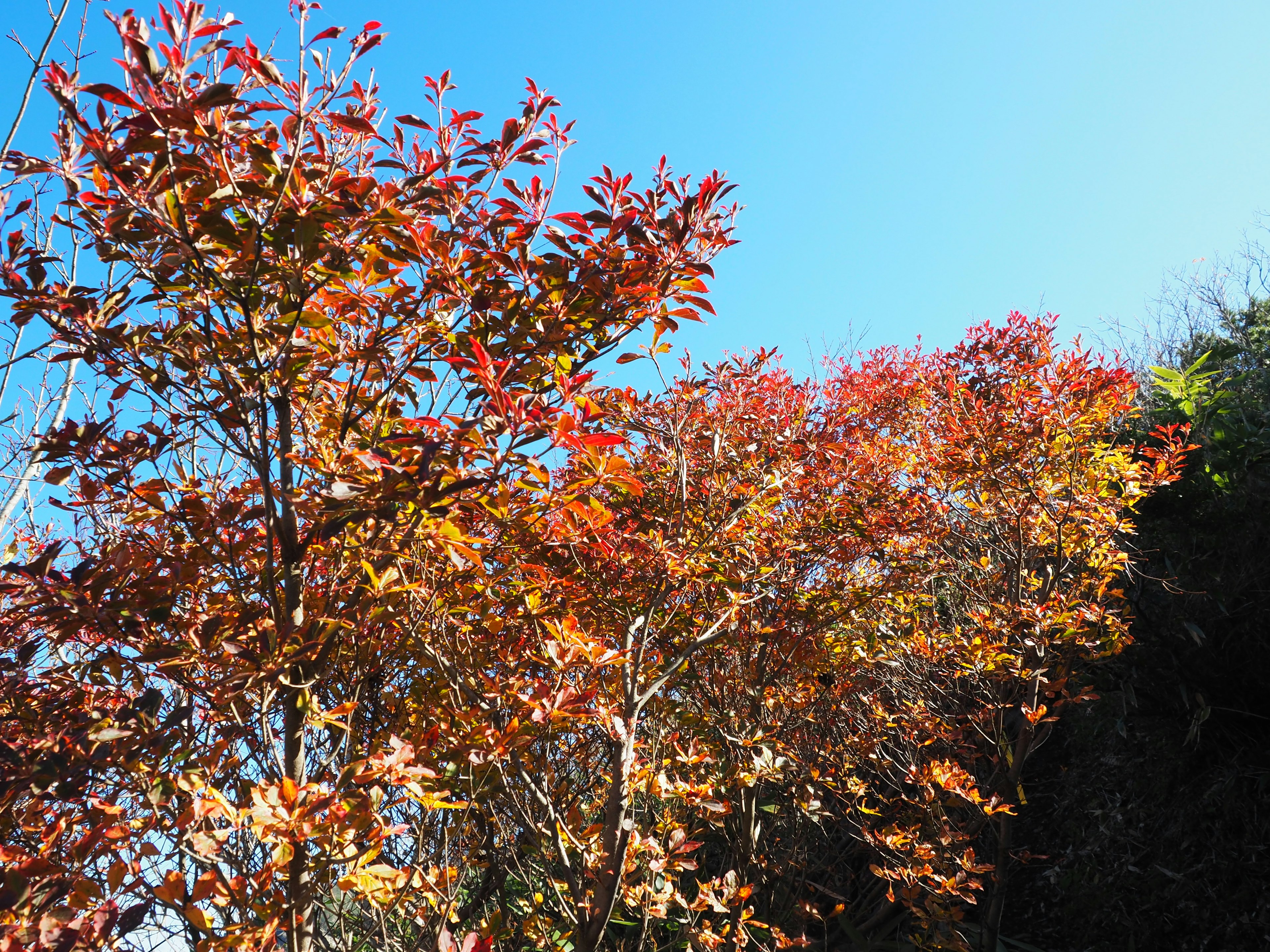 Herbstbäume mit leuchtend roten und orangefarbenen Blättern vor einem klaren blauen Himmel