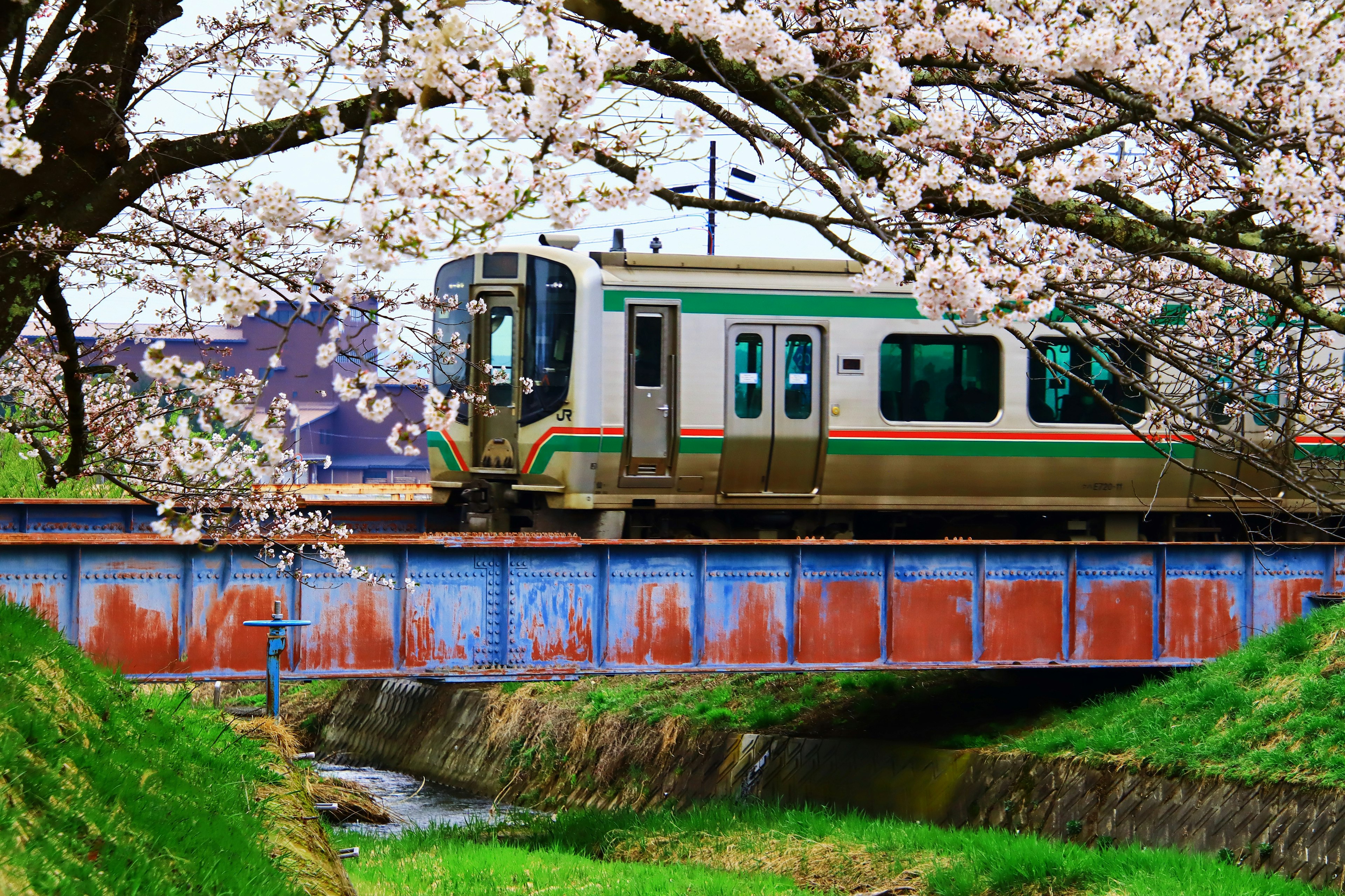 Train passing under cherry blossoms with green grass