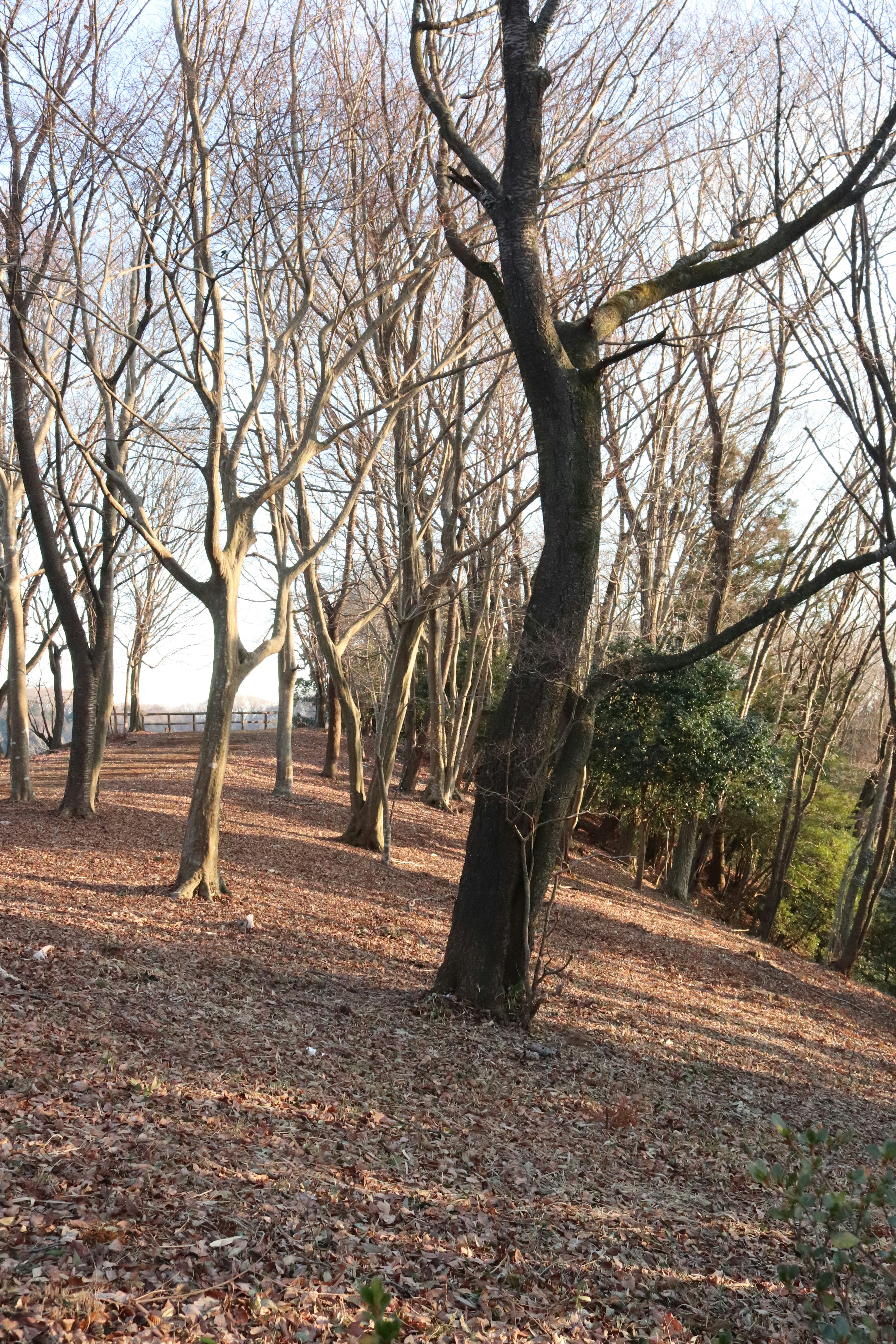 Winterlicher Wald mit kahlen Bäumen und gefallenen Blättern