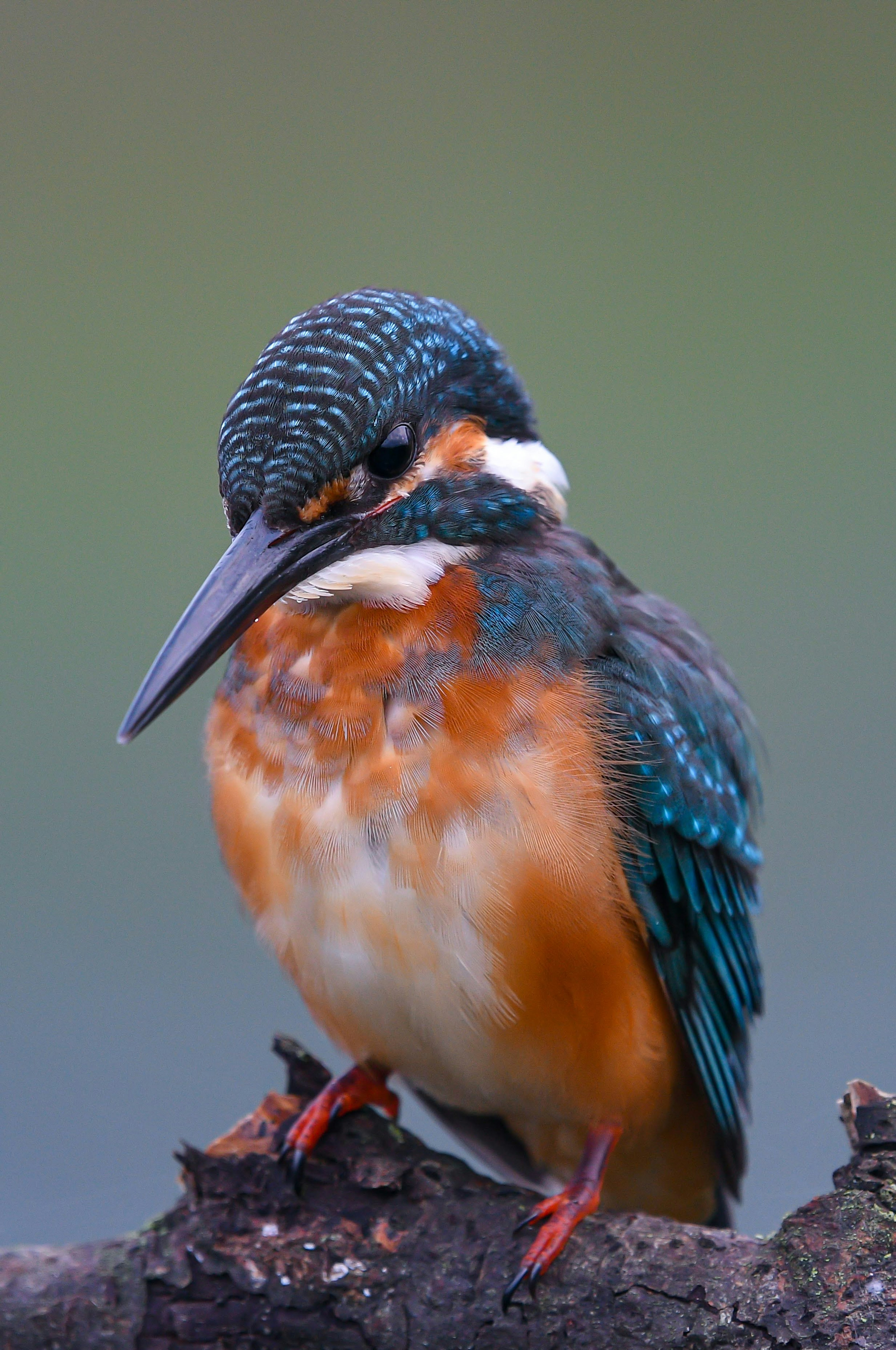 Ein Eisvogel mit blauen Federn und einer orangefarbenen Brust, der auf einem Stamm sitzt