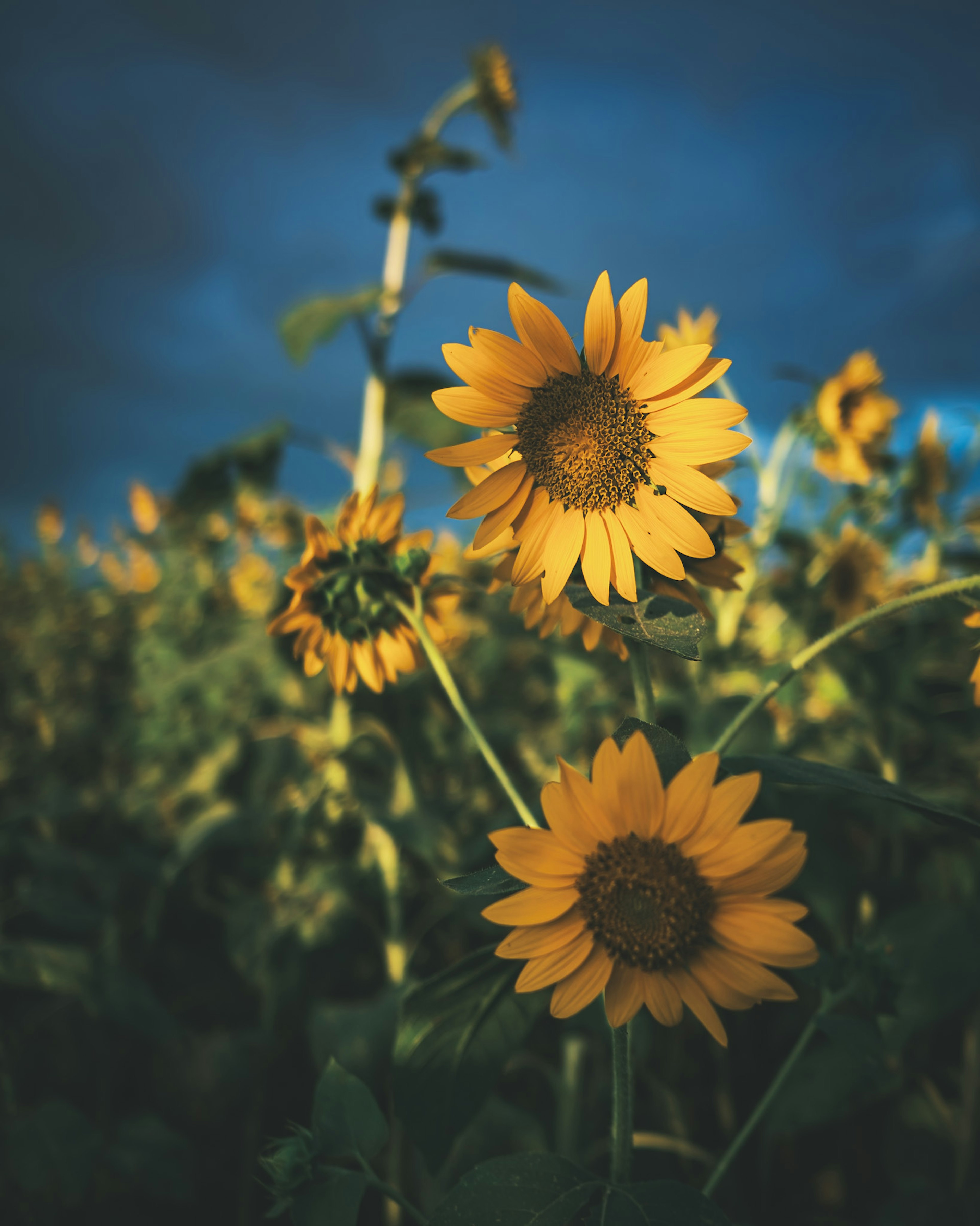 Bright sunflowers blooming under a blue sky