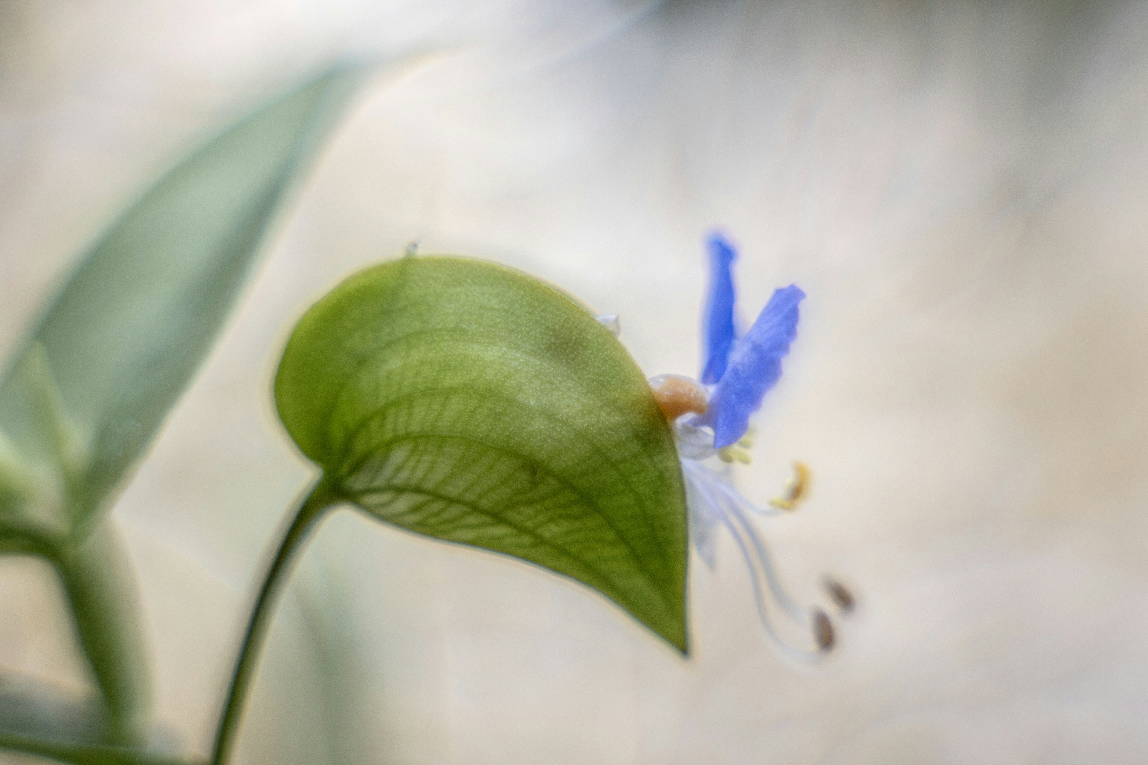 Close-up daun hijau dengan kelopak bunga biru