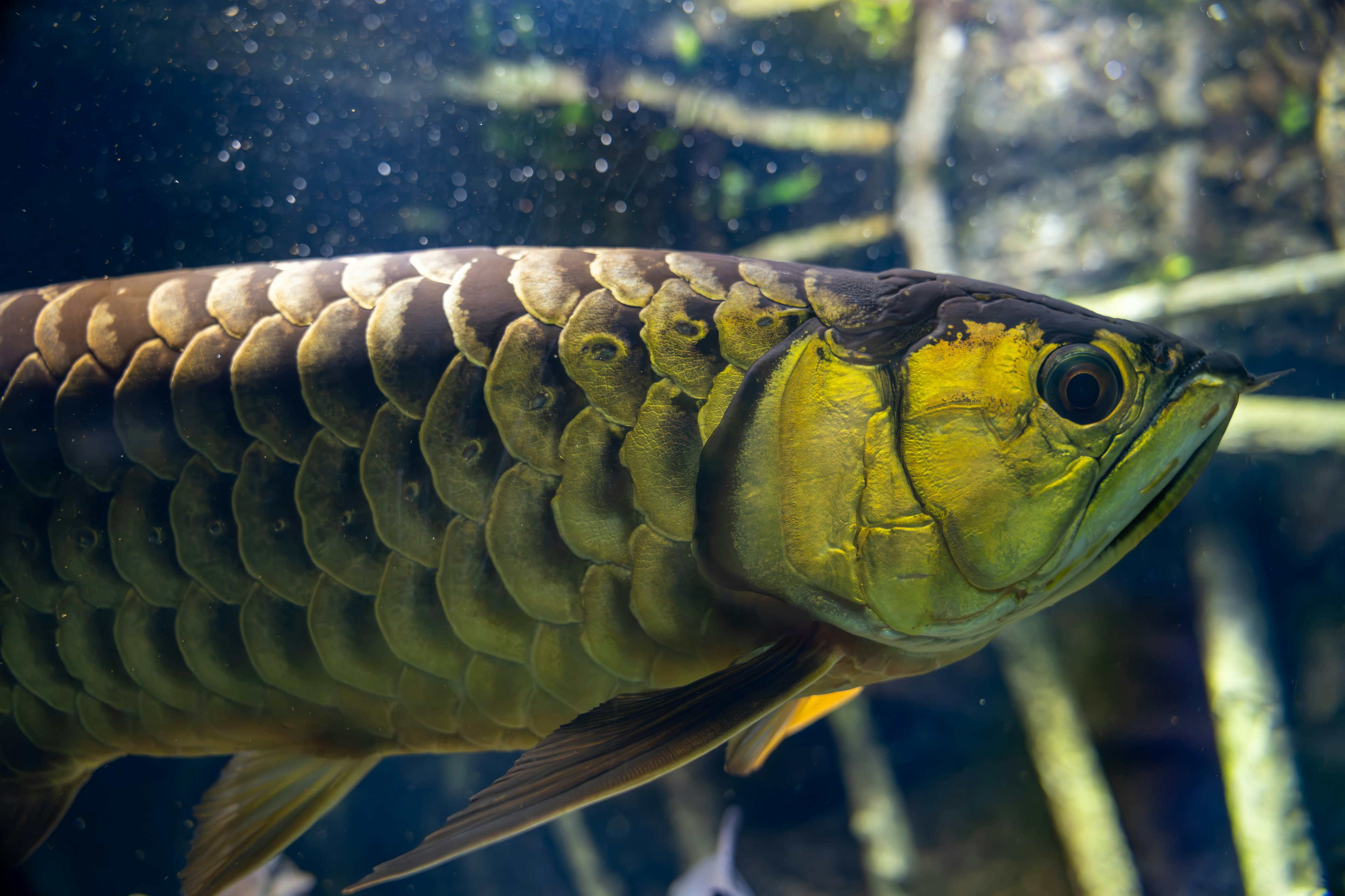 Arowana สวยงามว่ายน้ำใต้น้ำ