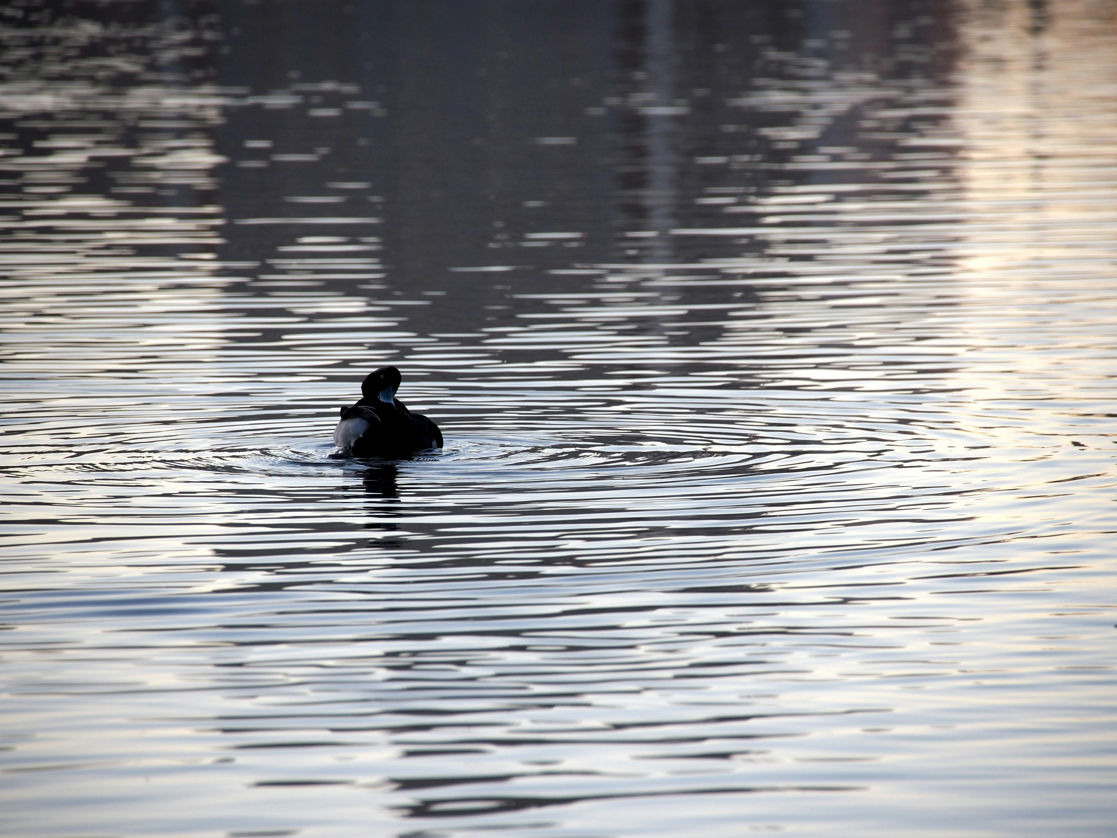 Schatten eines Enten auf der Wasseroberfläche mit Wellen