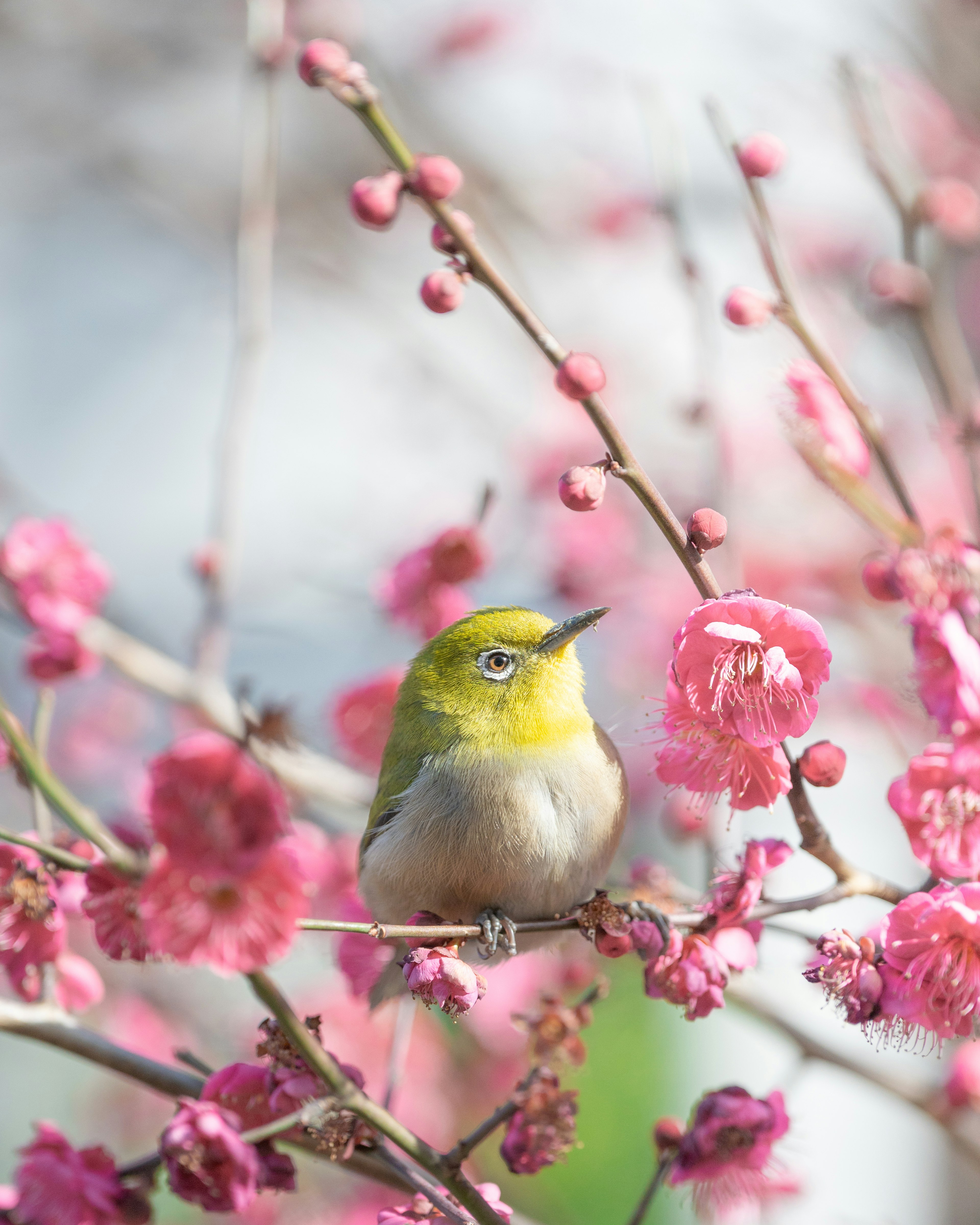 桜の花の間に止まる小さな鳥の画像