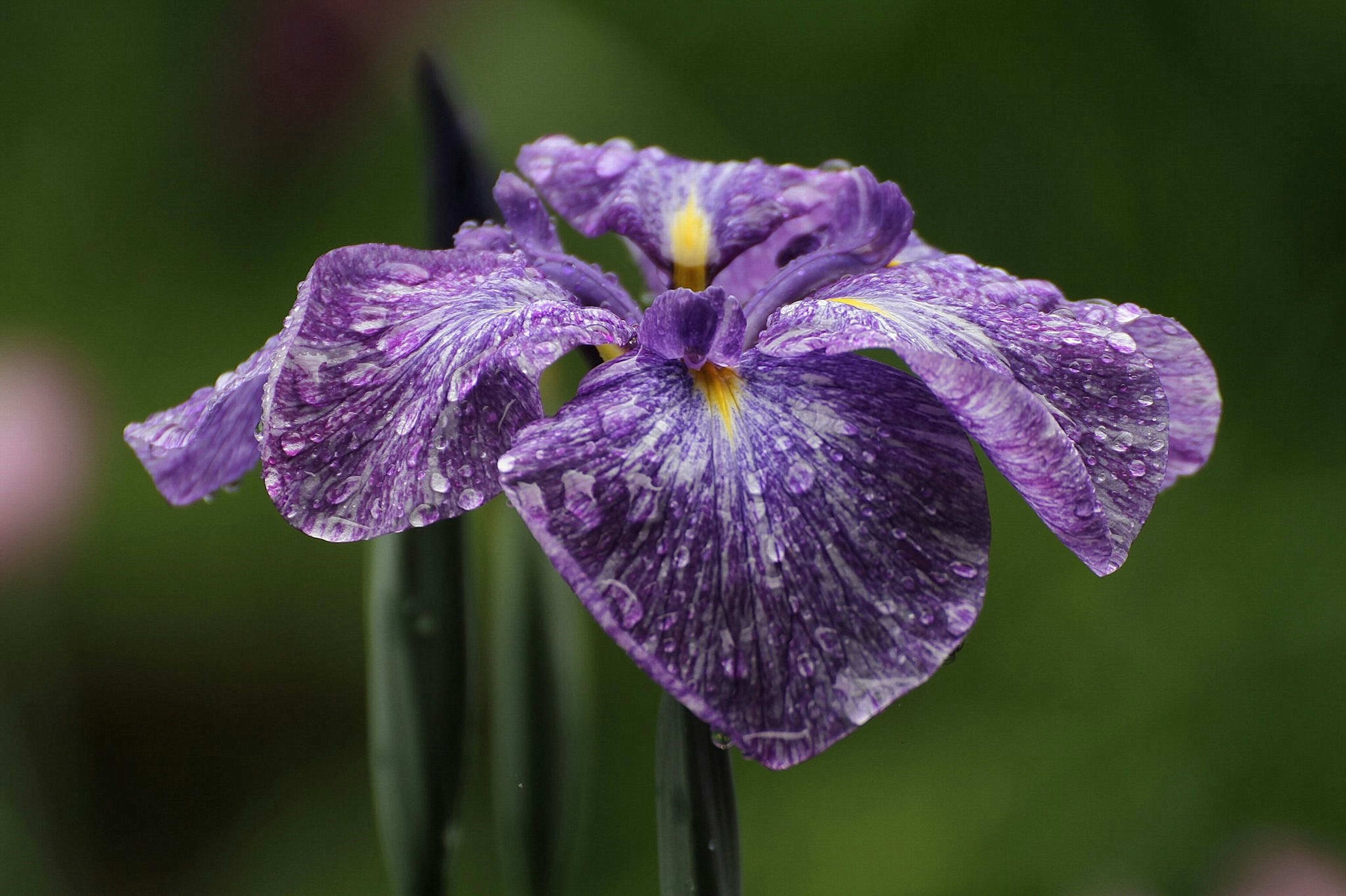 Bunga iris cantik dengan kelopak ungu menonjol di latar belakang hijau