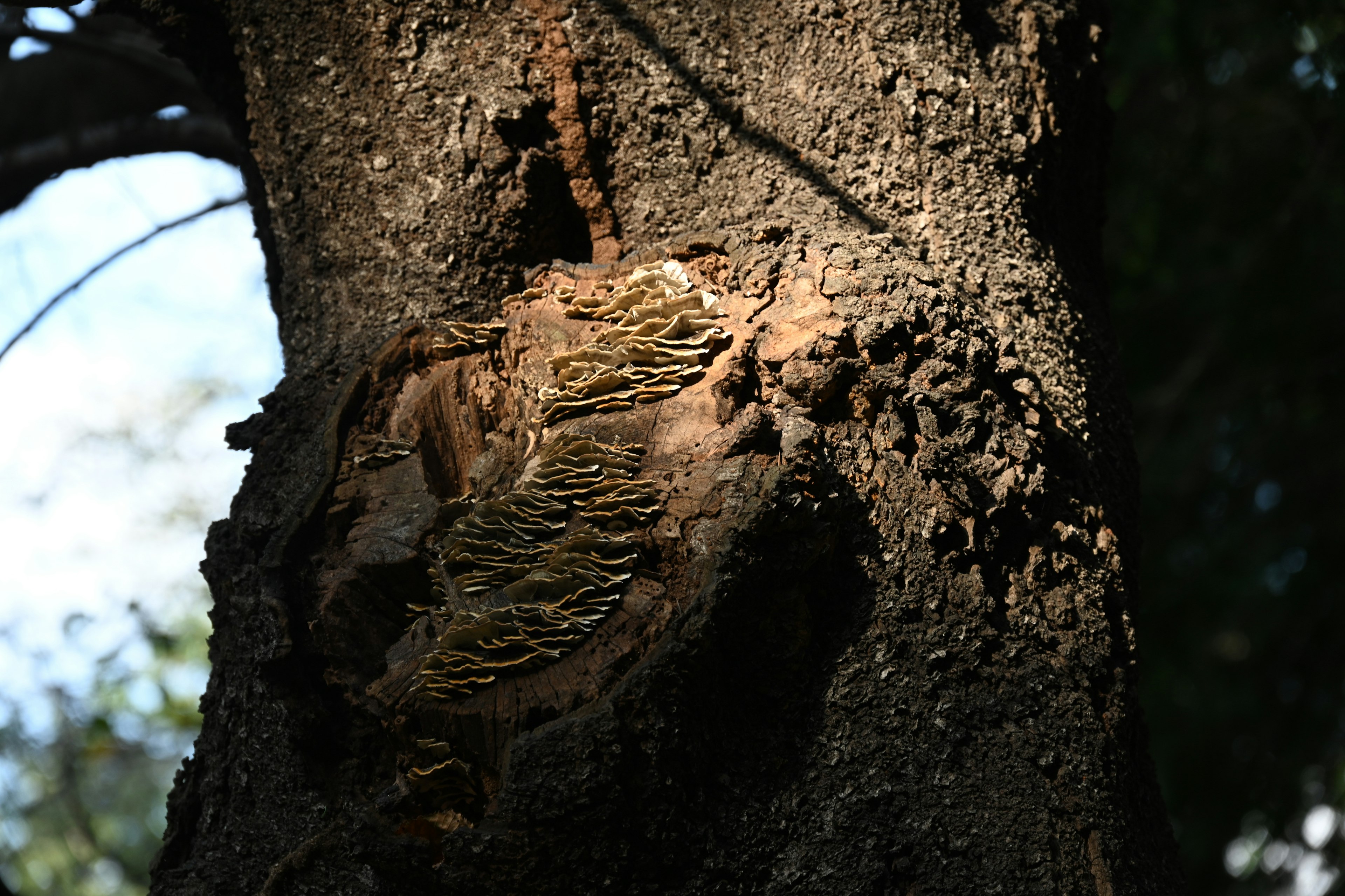 Champignons poussant sur un tronc d'arbre avec une écorce texturée