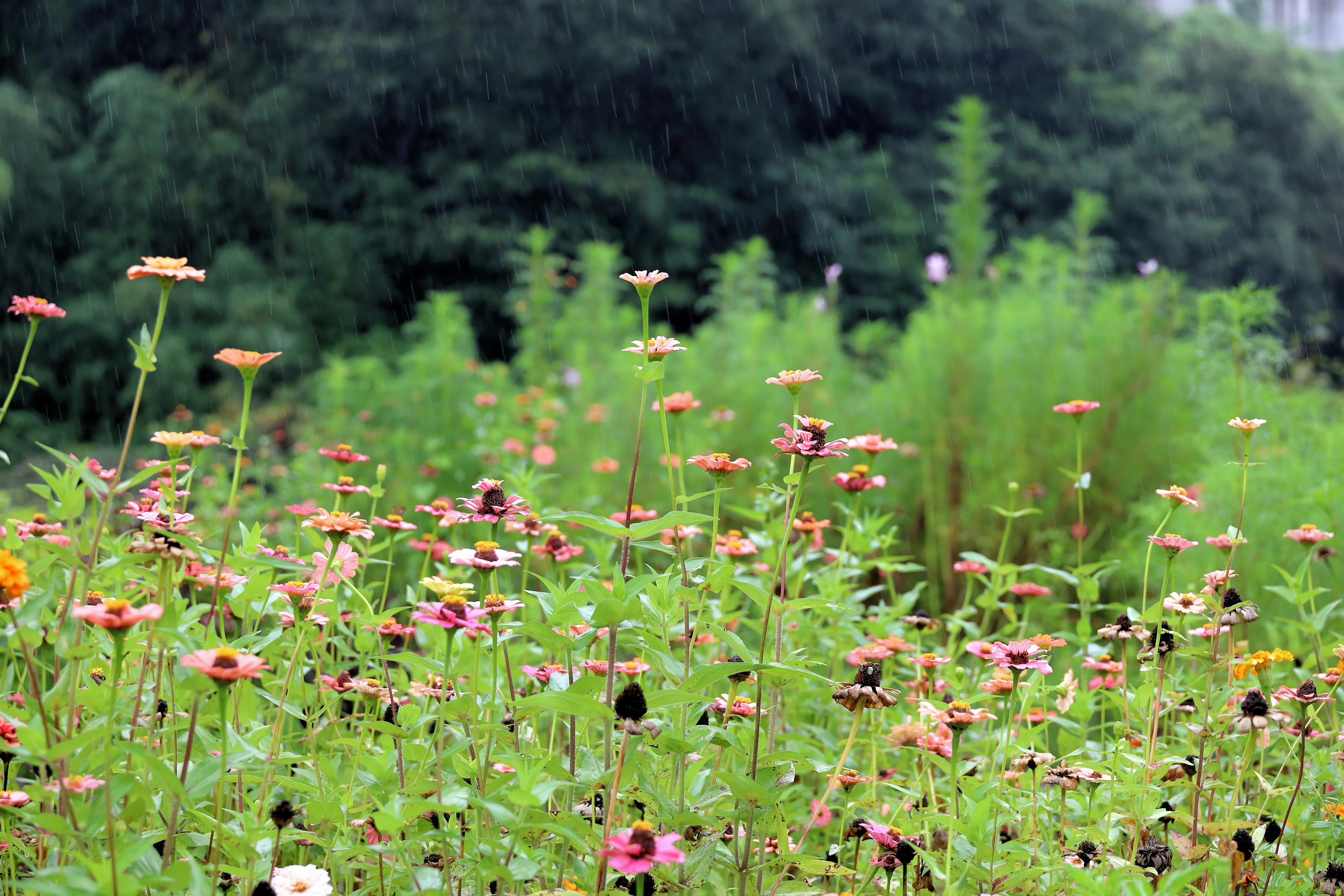 Un campo vibrante de flores en plena floración de varios colores